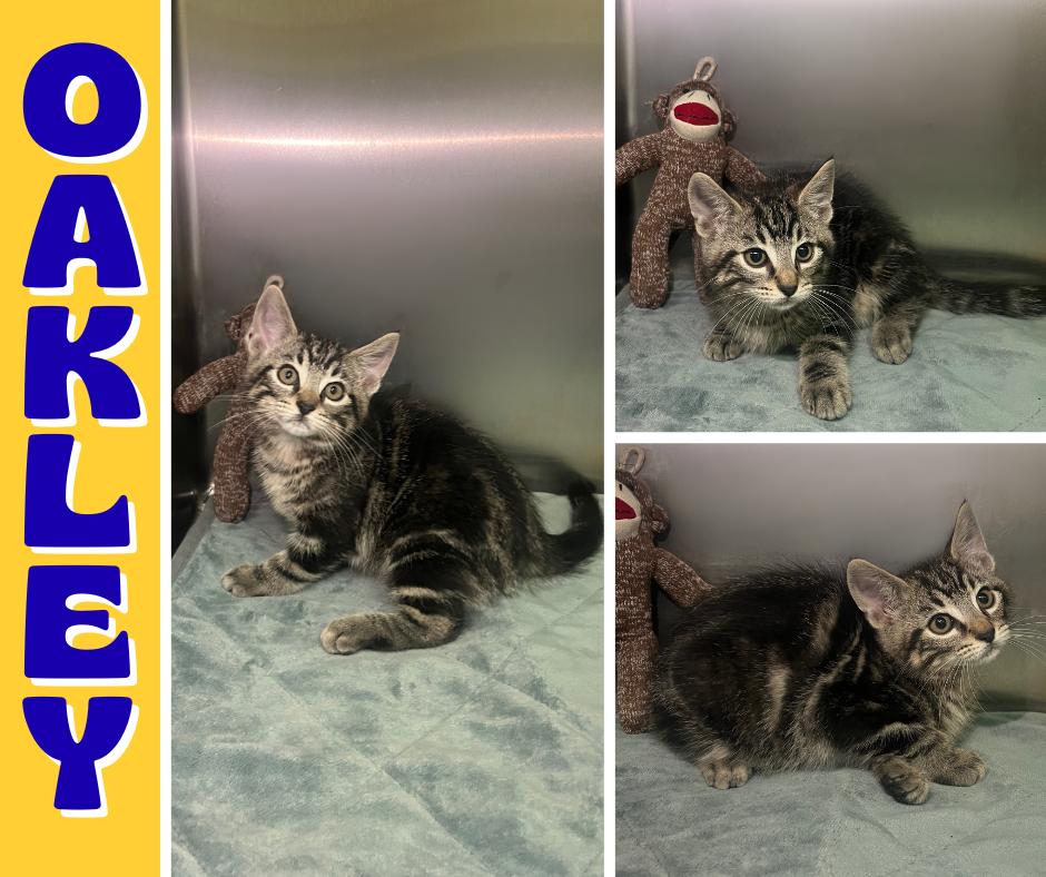 Oakley, Adoptable, Kitten Male Domestic Short Hair.