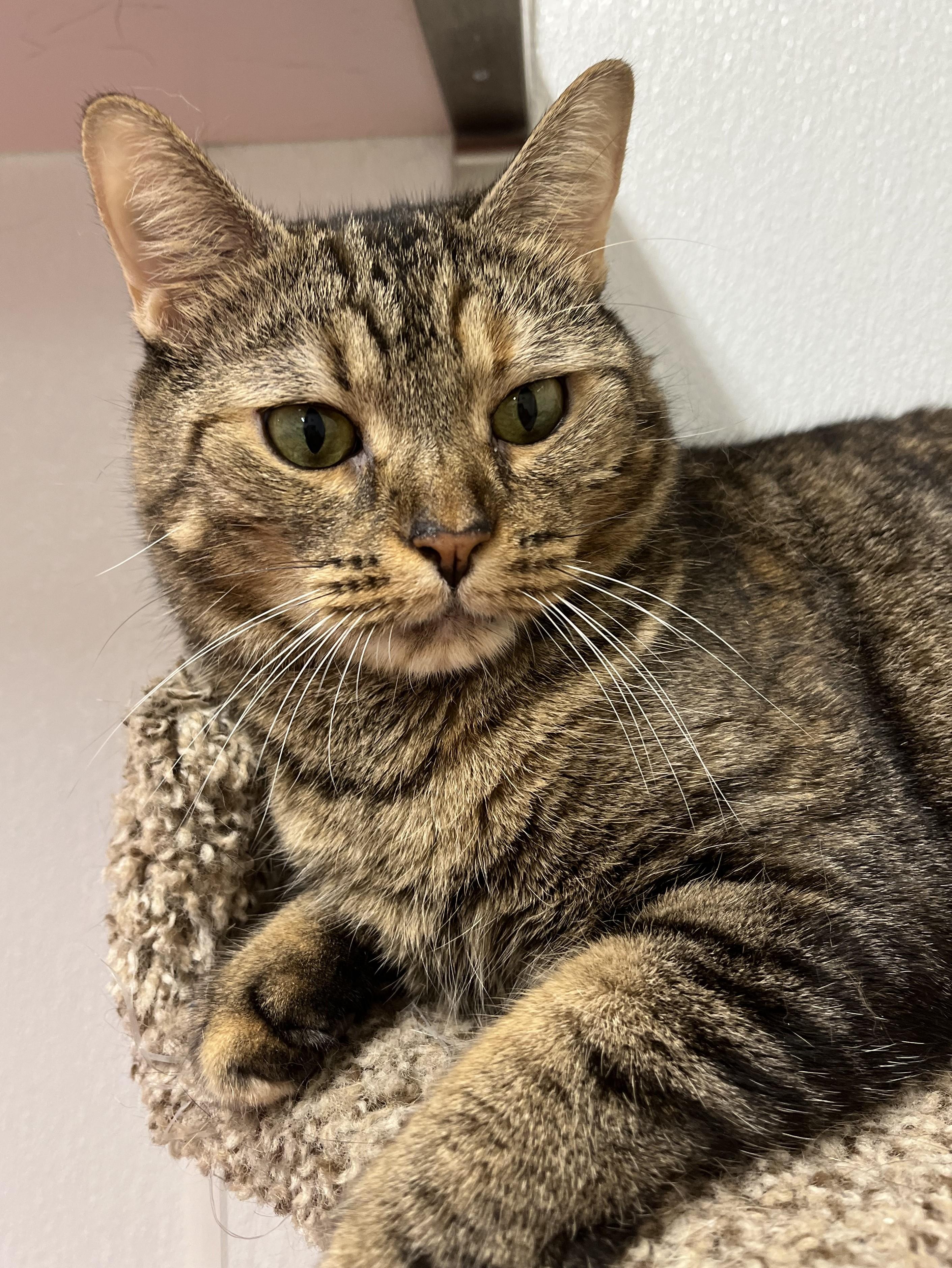 Suki, a Adoptable Domestic Short Hair in Harrison, NY image 1/4