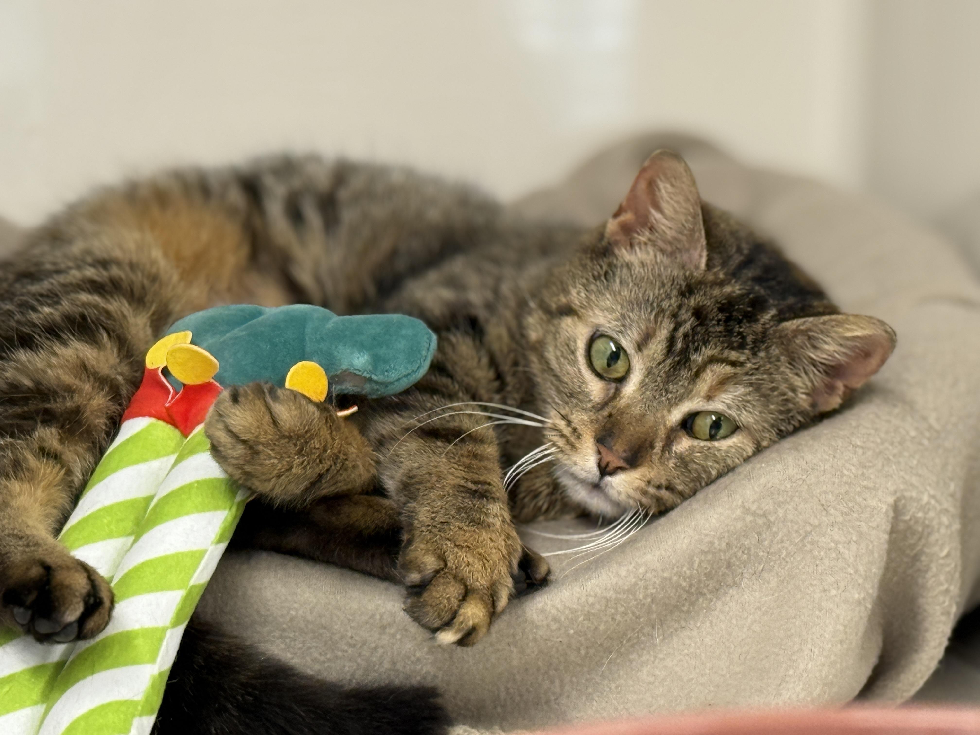 Suki, a Adoptable Domestic Short Hair in Harrison, NY image 4/4