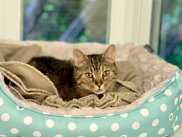 Suki, a Adoptable Domestic Short Hair in Harrison, NY image 2/4