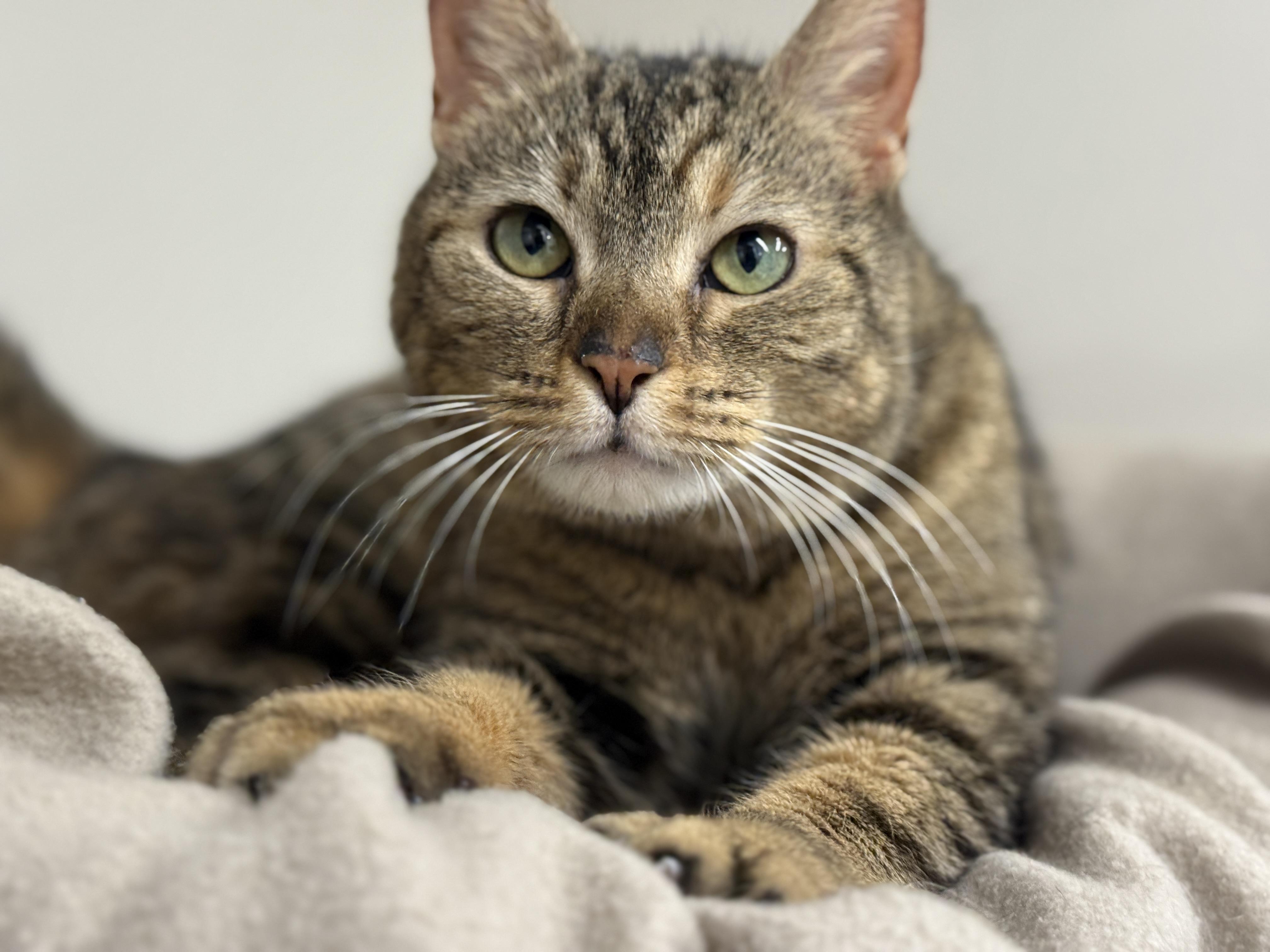 Suki, a Adoptable Domestic Short Hair in Harrison, NY image 3/4