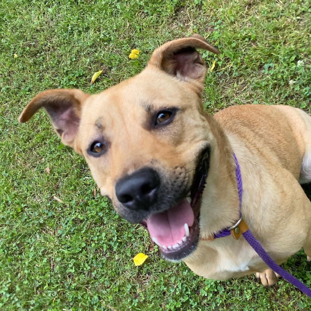 Lupe, Adoptable, Young Female Labrador Retriever.