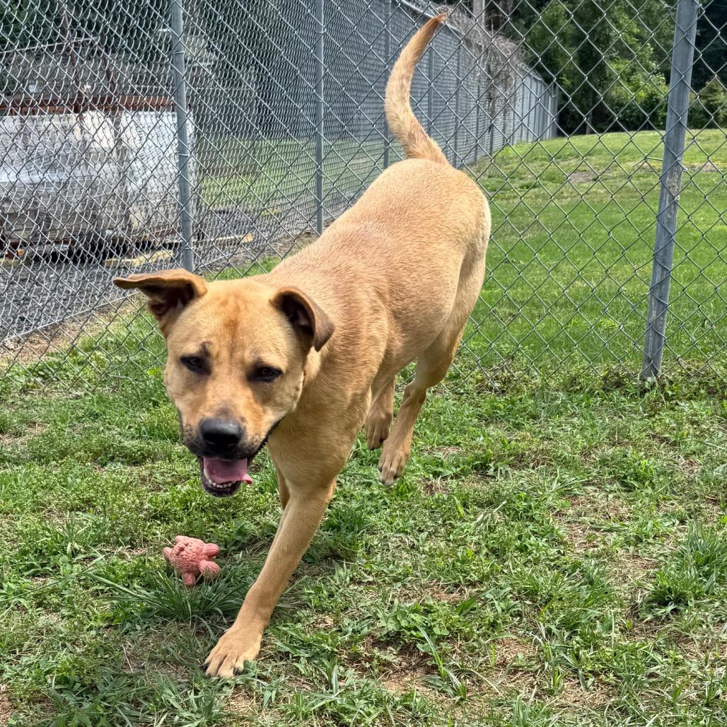Lupe, a Adoptable Labrador Retriever in Jacksonville, AR image 2/6