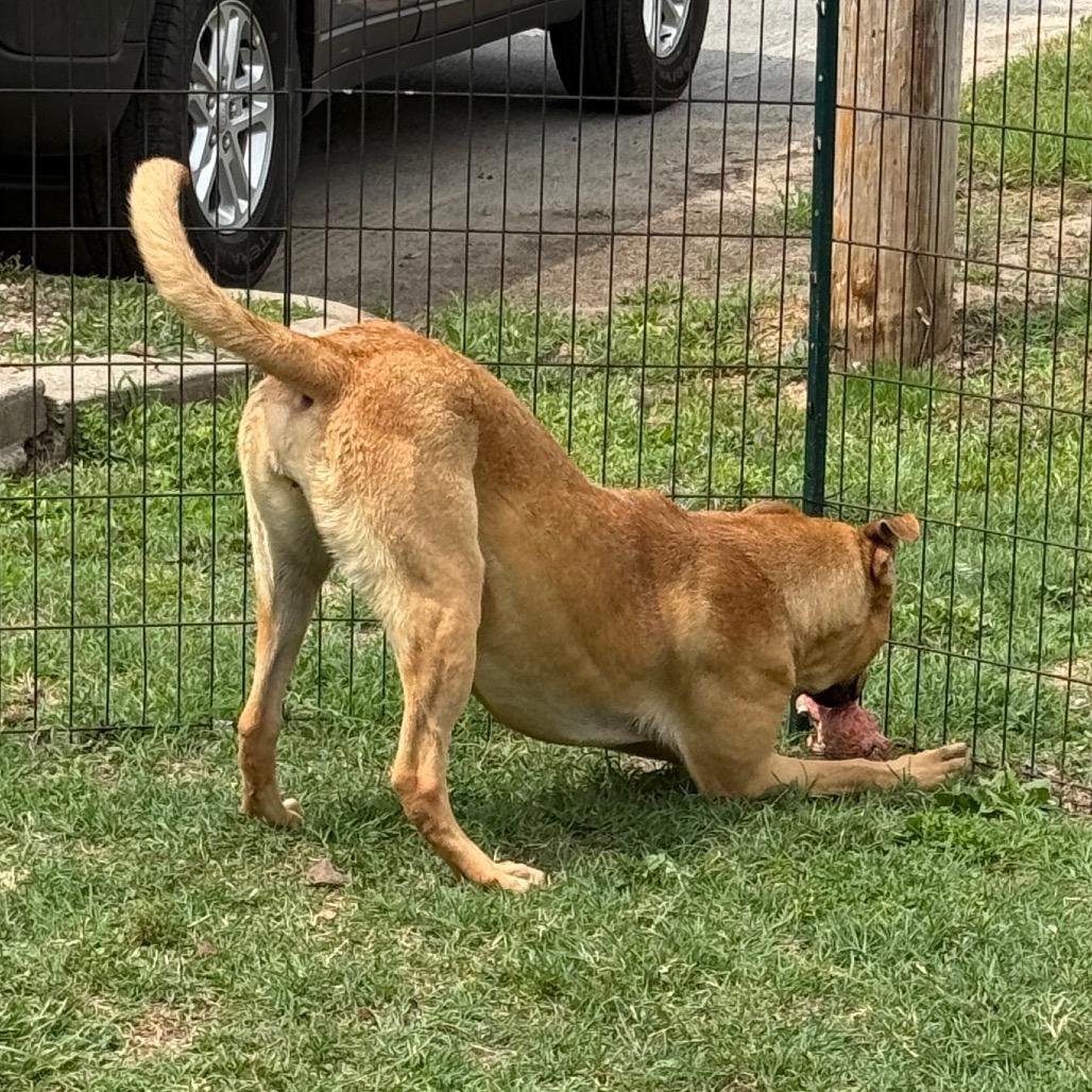 Lupe, a Adoptable Labrador Retriever in Jacksonville, AR image 3/6