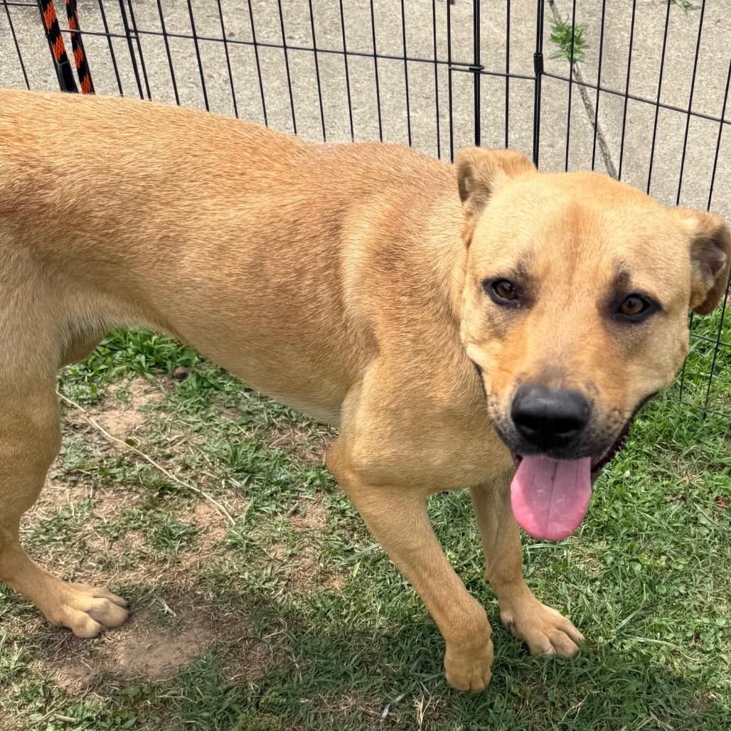 Lupe, a Adoptable Labrador Retriever in Jacksonville, AR image 4/6
