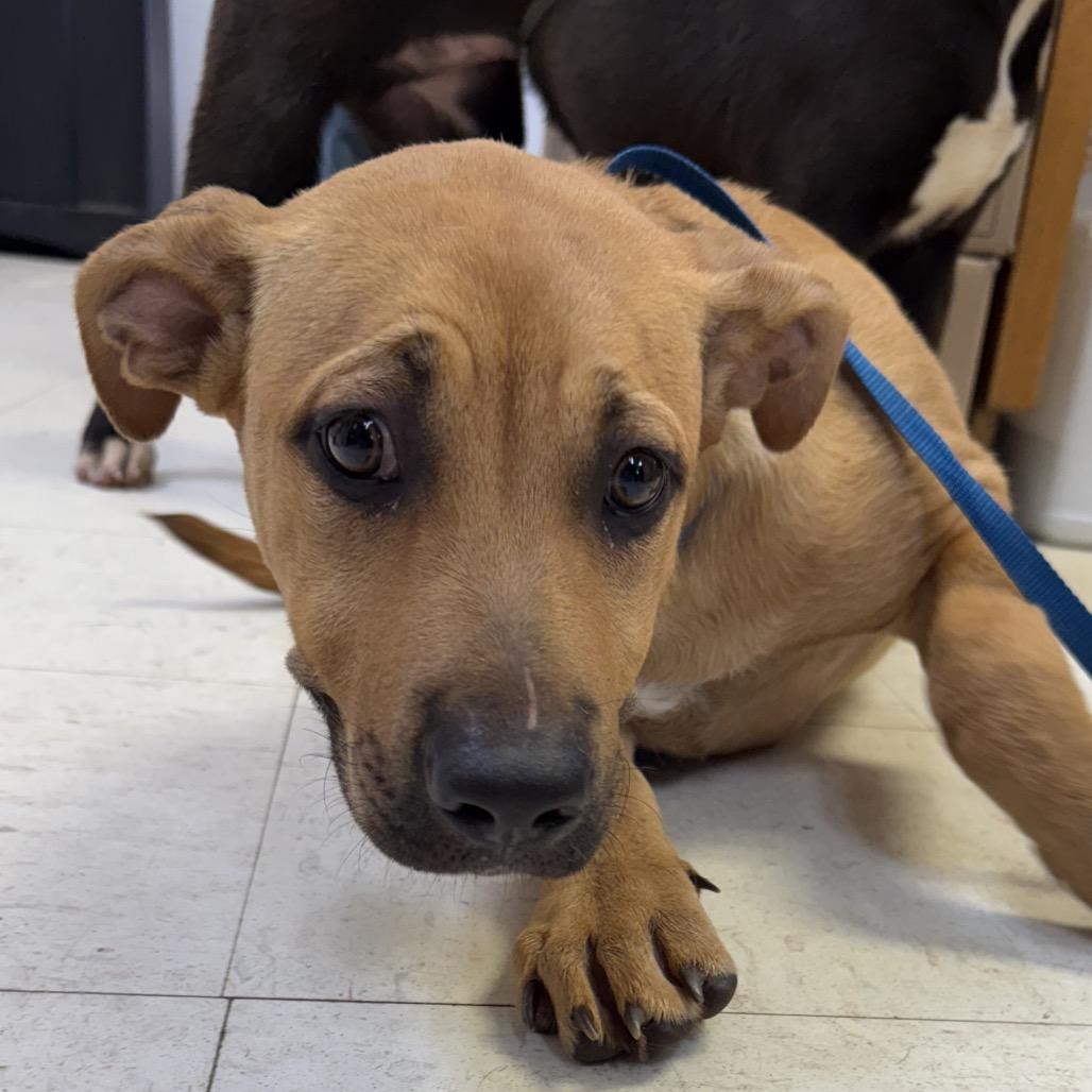 Enlarge Lupe, a Adoptable Labrador Retriever in Jacksonville, AR image 2/2