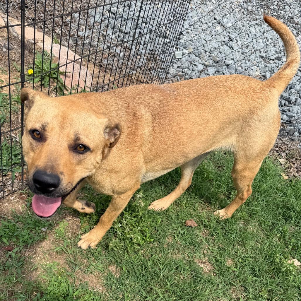 Lupe, a Adoptable Labrador Retriever in Jacksonville, AR image 6/6