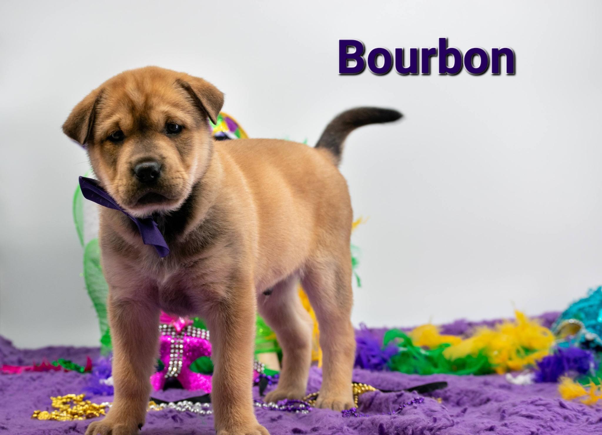 Bourbon, ADOPTABLE, Puppy Male Shar-Pei.
