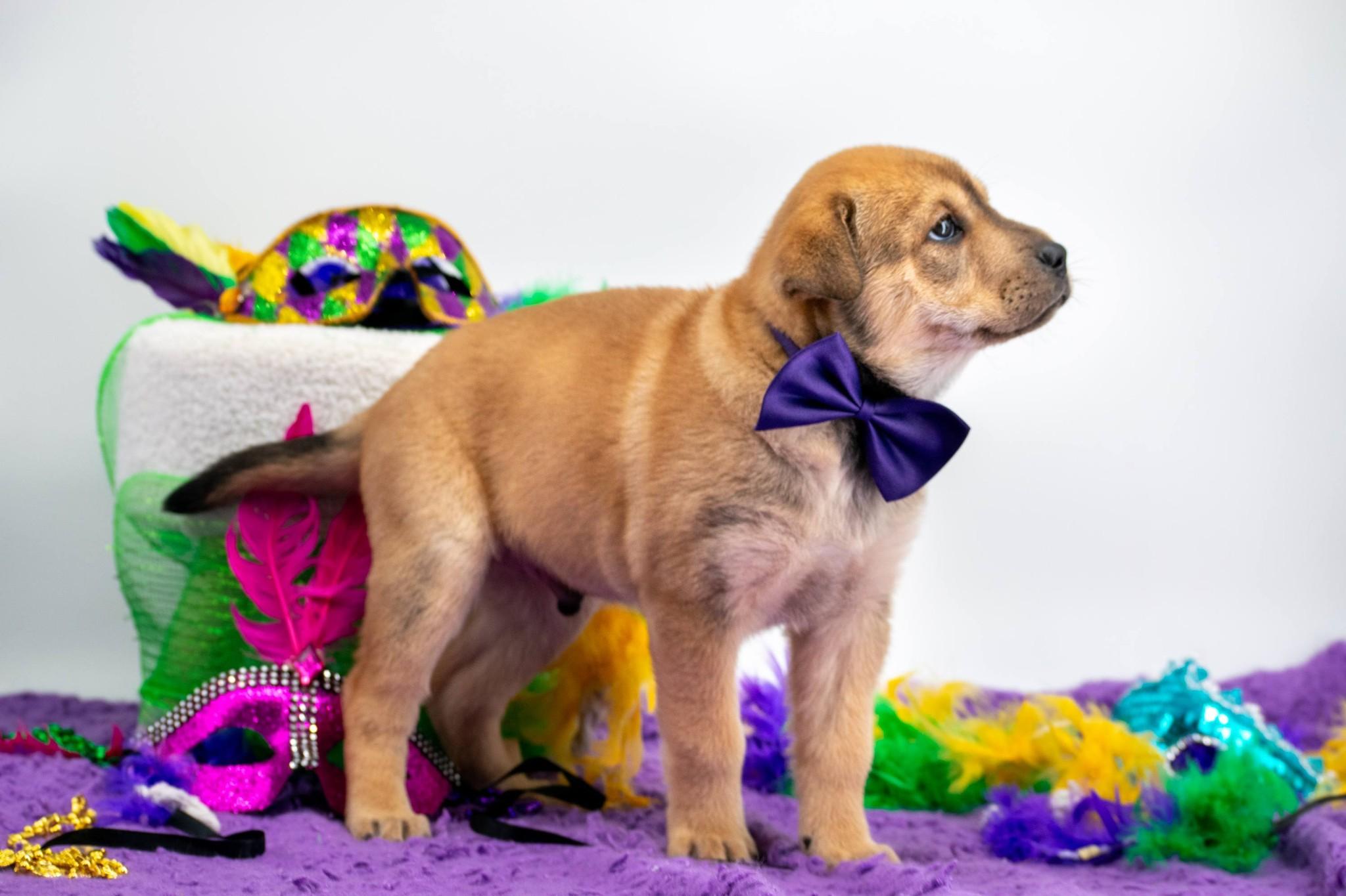 Enlarge Bourbon, a ADOPTABLE Shar-Pei in Sevierville, TN image 3/5