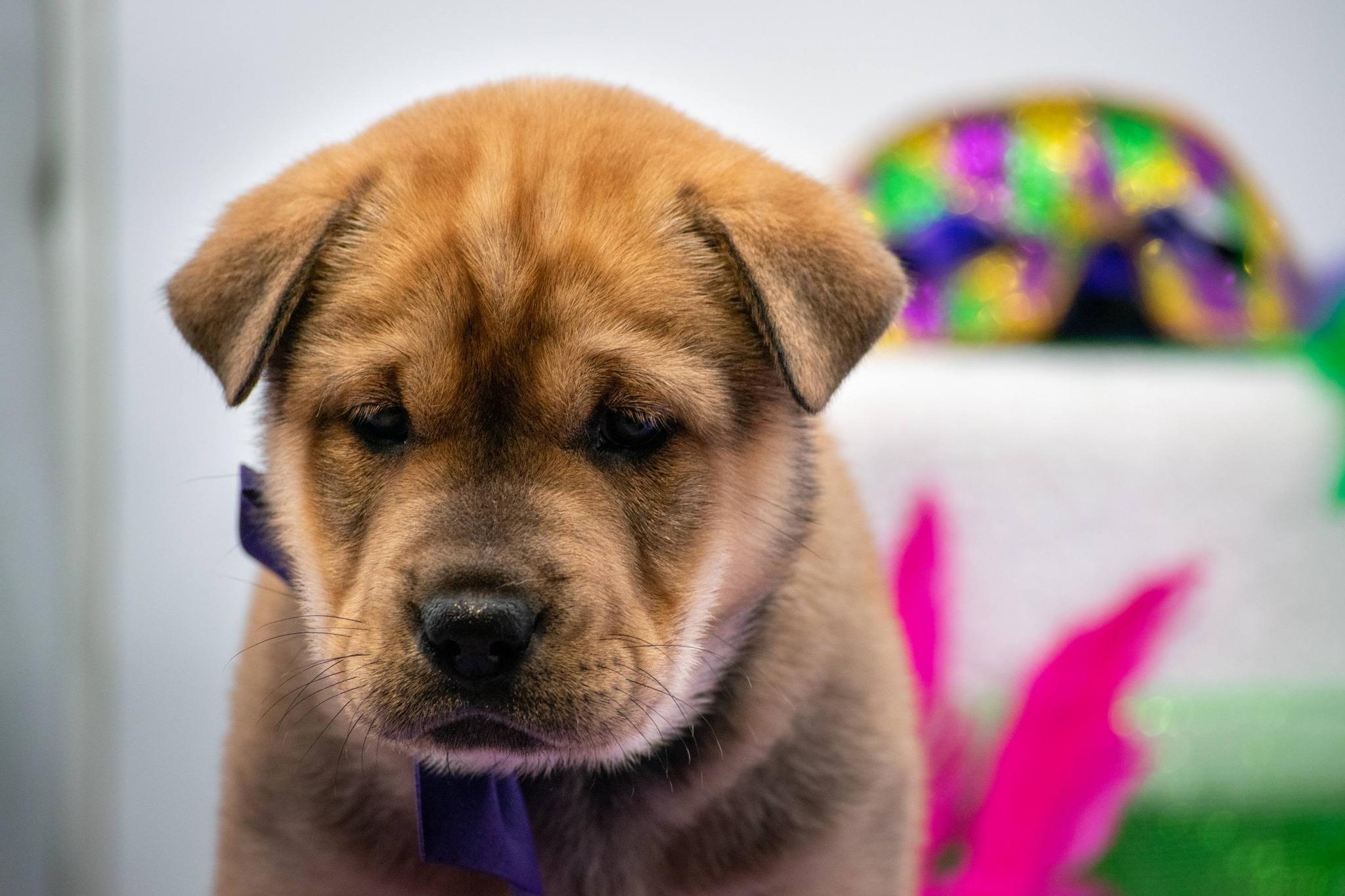 Enlarge Bourbon, a ADOPTABLE Shar-Pei in Sevierville, TN image 5/5