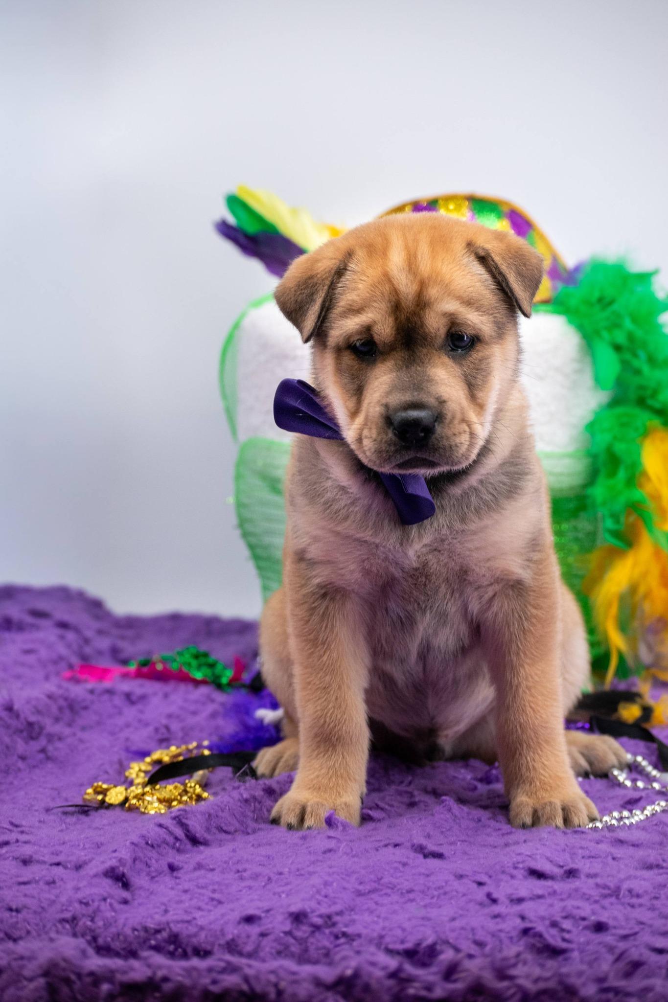 Enlarge Bourbon, a ADOPTABLE Shar-Pei in Sevierville, TN image 4/5