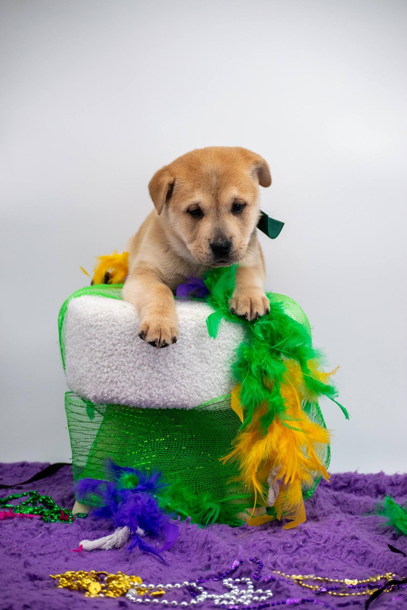 Enlarge Bourbon, a ADOPTABLE Shar-Pei in Sevierville, TN image 2/5
