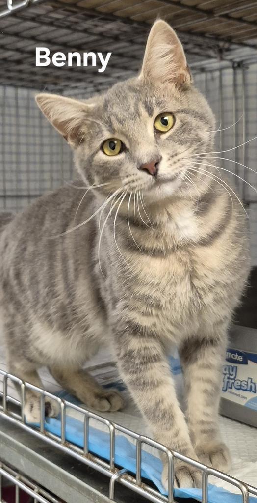 Benny, Adopted, Young Male Domestic Short Hair.
