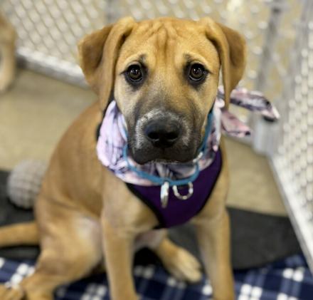 Honeyberry, adopted, Puppy Female Boxer & Pit Bull Terrier.