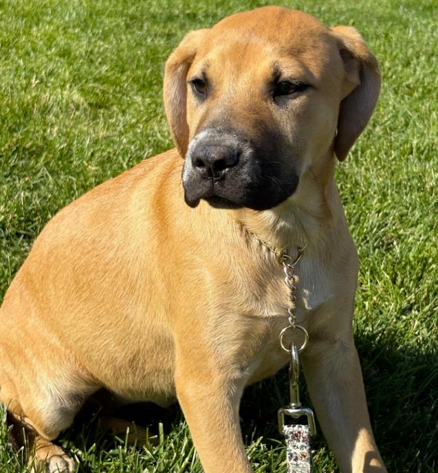 Enlarge Honeyberry, an adopted mixed breed in Plainfield, IL image 2/3