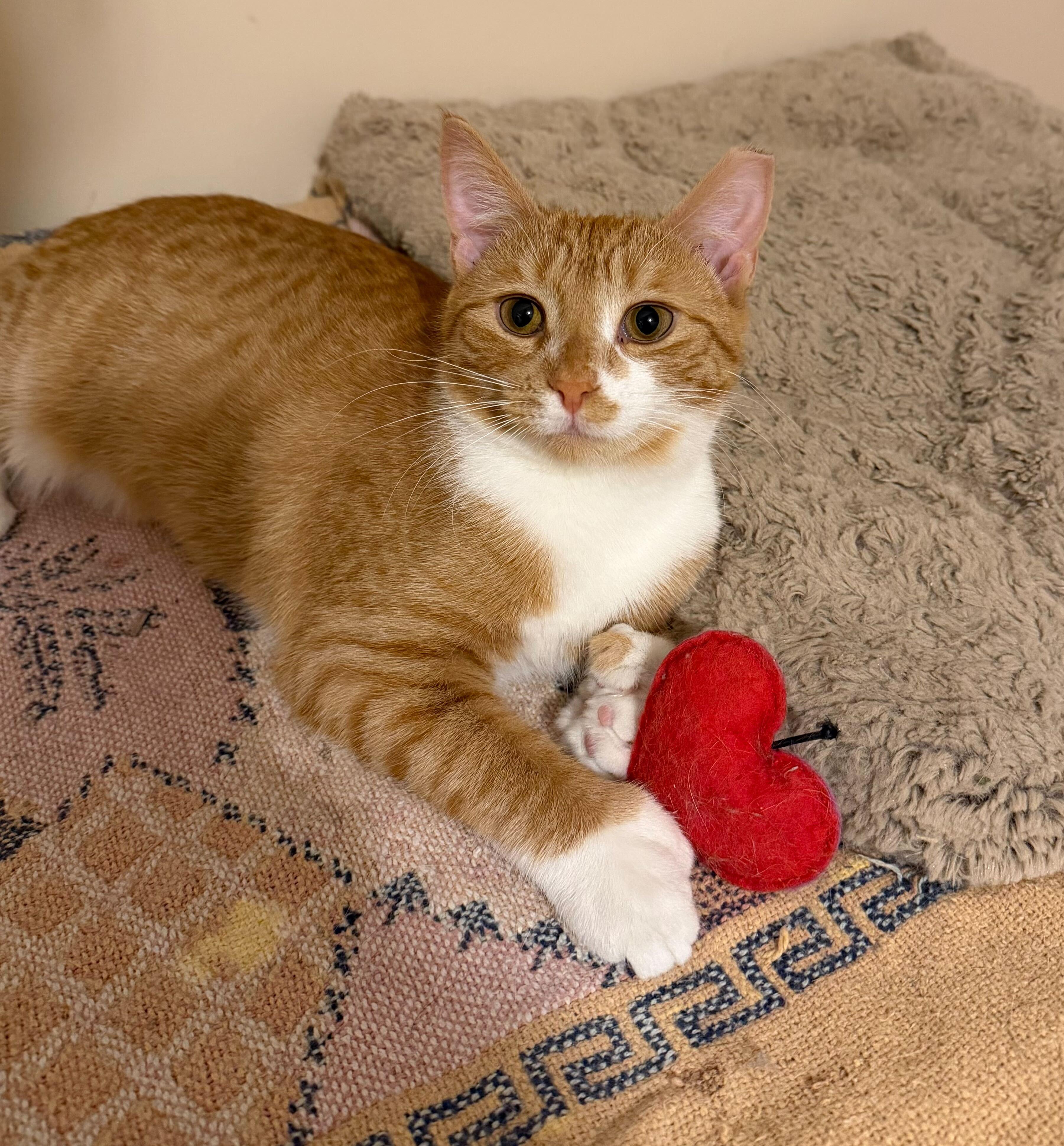 Michigan, an adopted mixed breed image 3/4