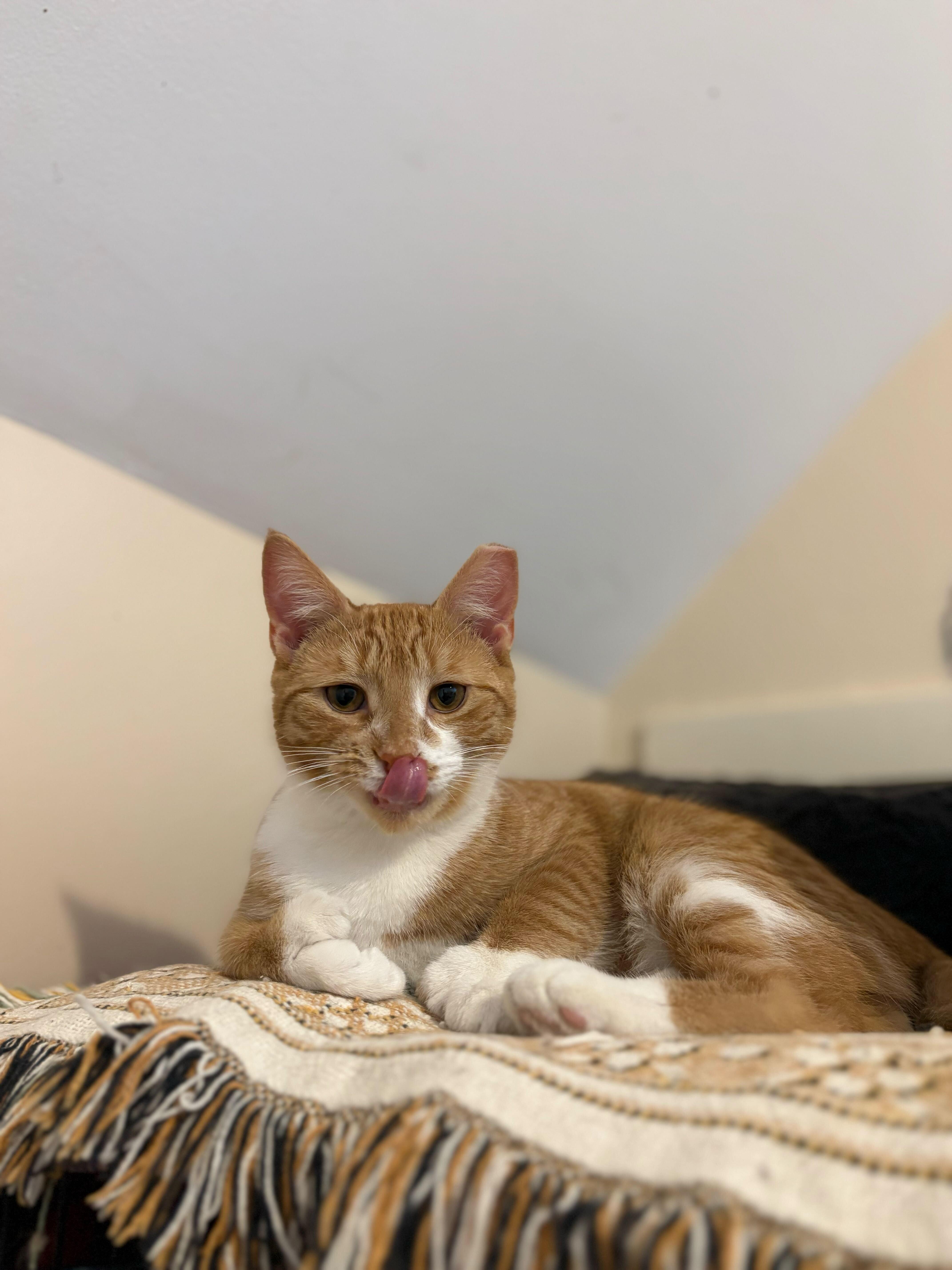 Michigan, an adopted mixed breed image 4/4