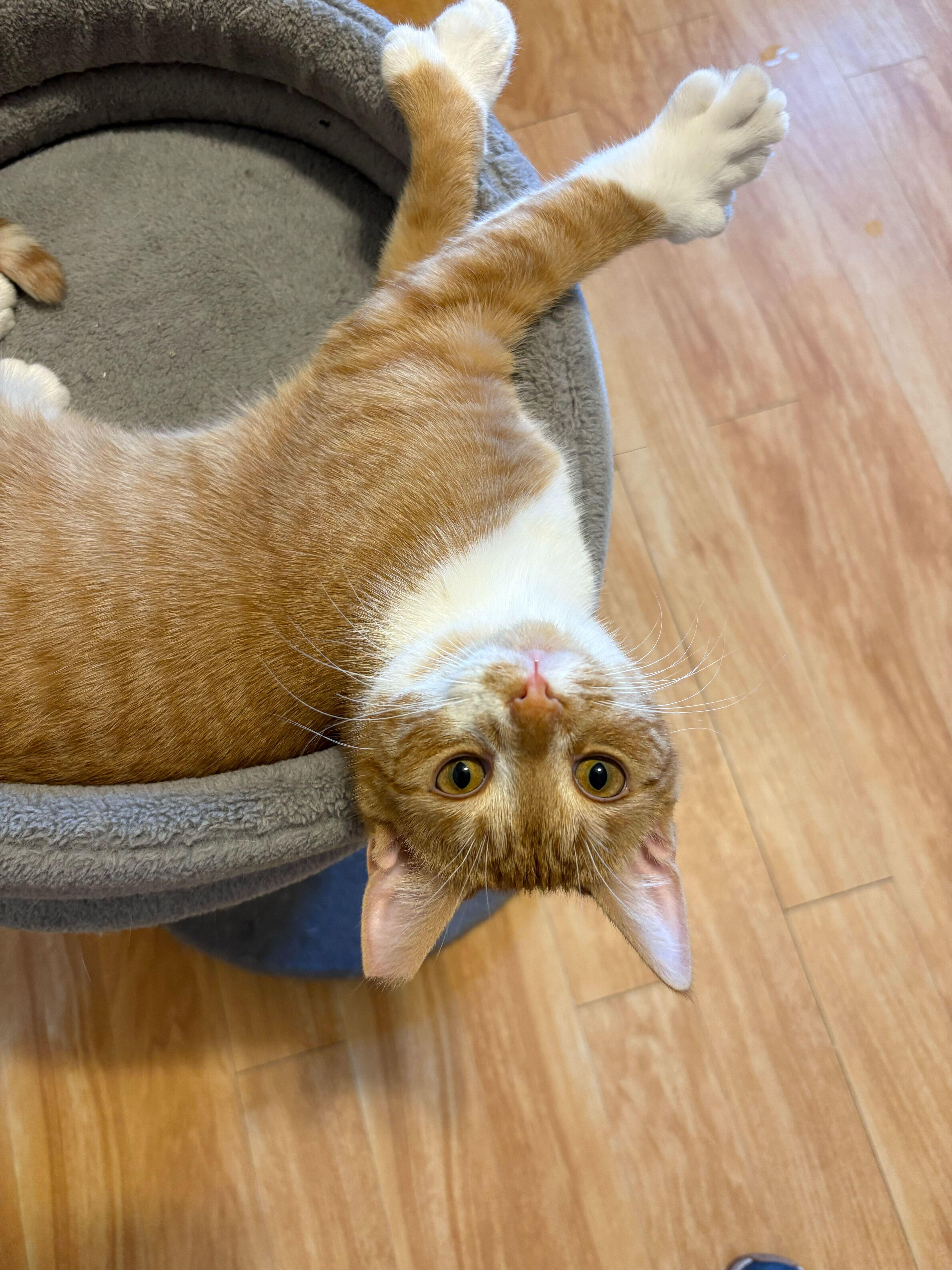 Michigan, adopted, Young Female Domestic Short Hair.