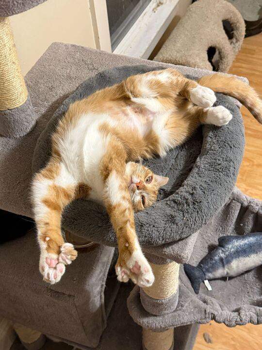 Michigan, an adopted mixed breed image 2/4