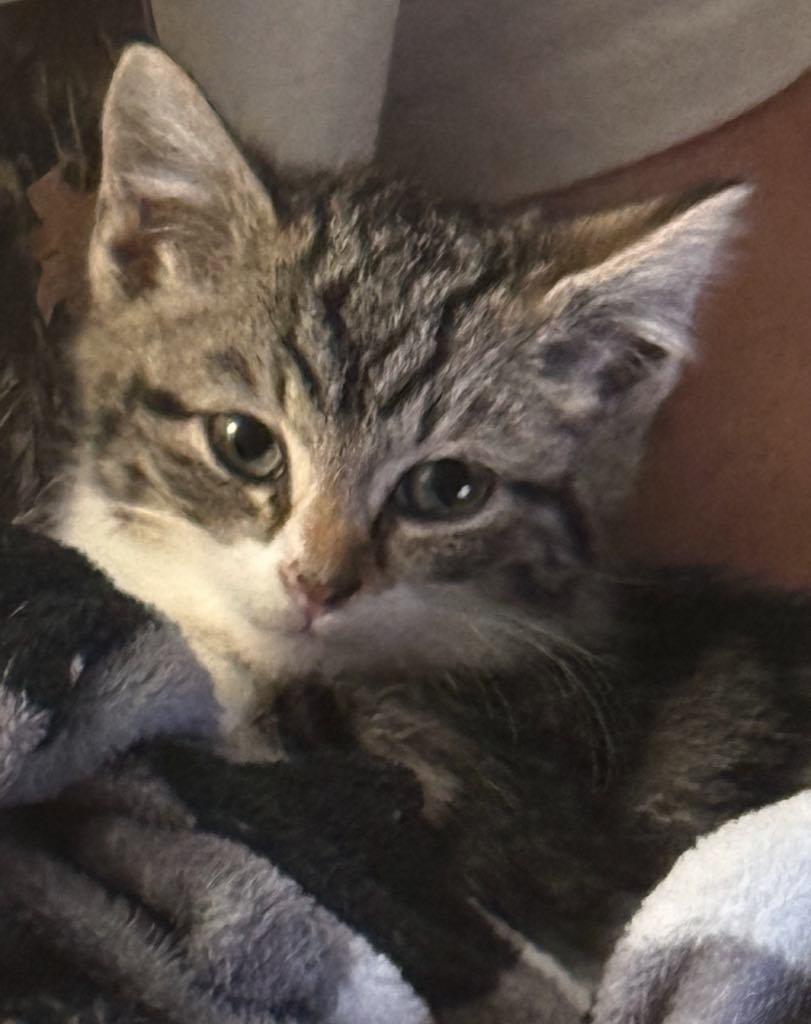 Tinsel, an adoptable Domestic Short Hair in Cortland, OH image 1/3