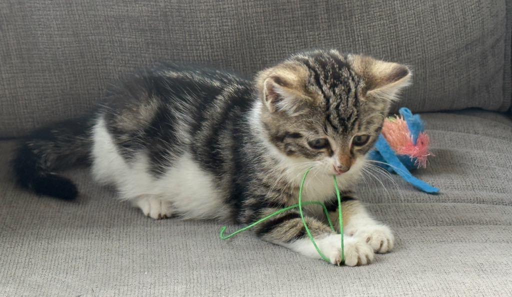 Tinsel, an adoptable Domestic Short Hair in Cortland, OH image 2/3