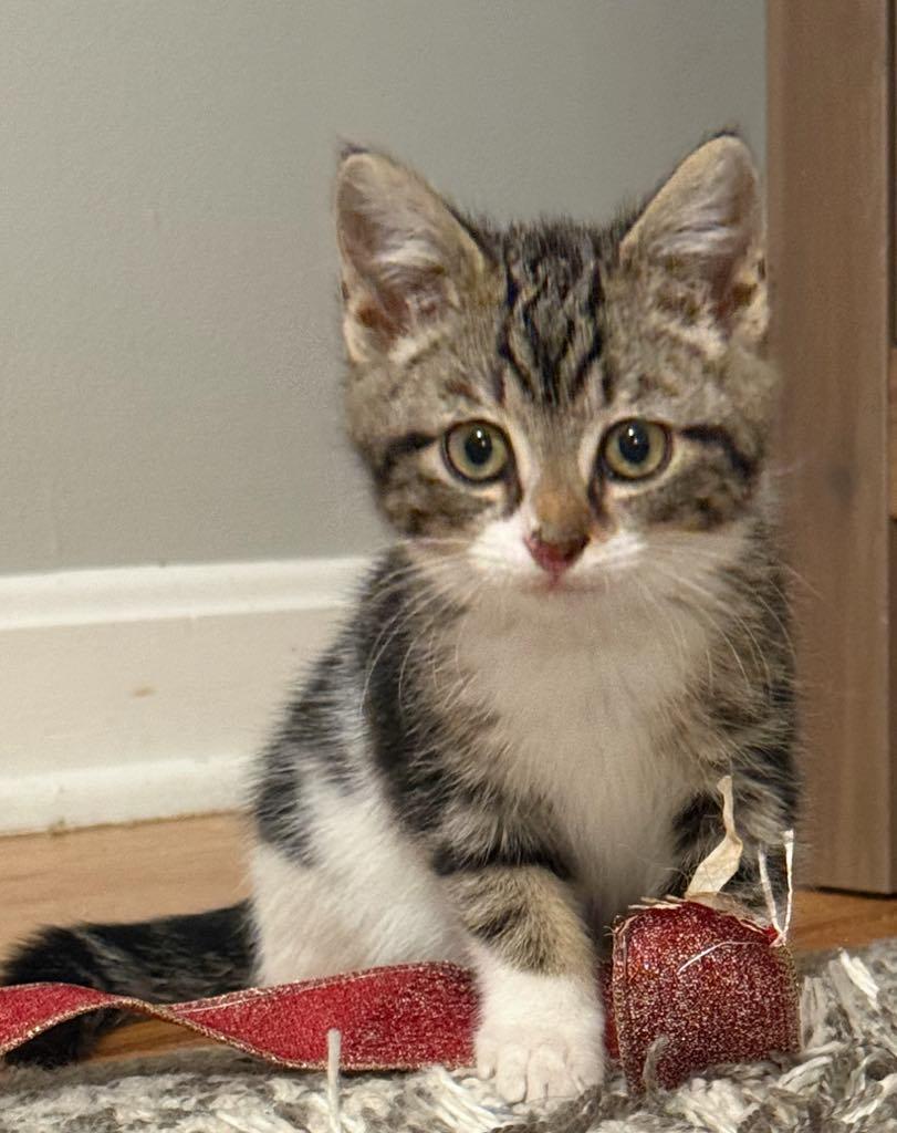 Tinsel, an adoptable Domestic Short Hair in Cortland, OH image 3/3