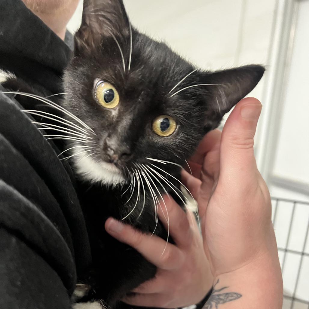 Otter in Rockville, MD, Adoptable, Kitten Male Domestic Short Hair.