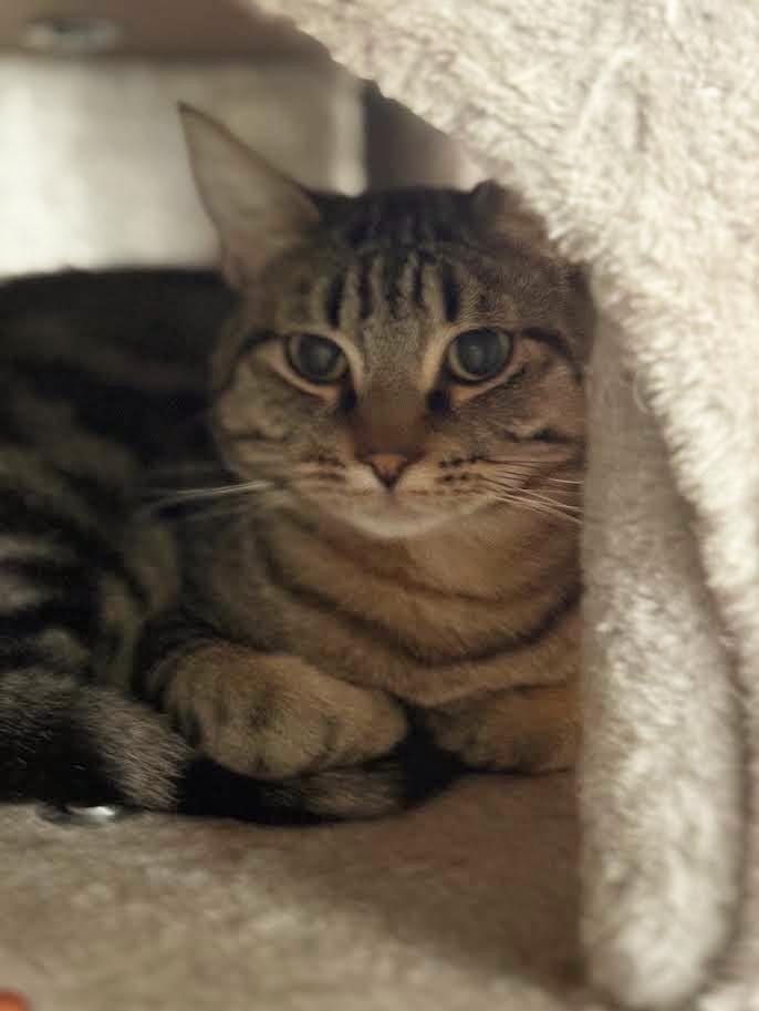 Bob, Adoptable, Young Male Tabby.