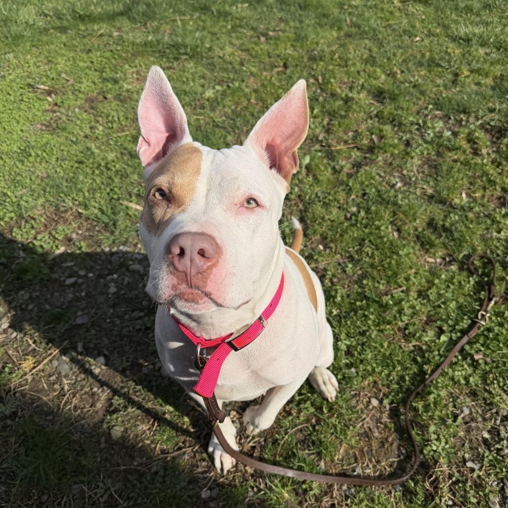 Enlarge Brynn, a Adoptable Mixed Breed in Bangall, NY image 1/5