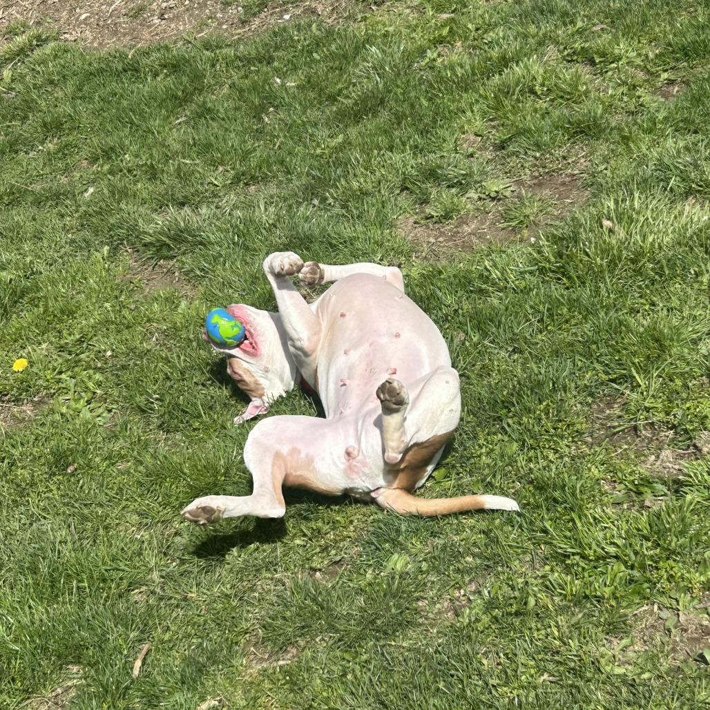 Enlarge Brynn, a Adoptable Mixed Breed in Bangall, NY image 2/5