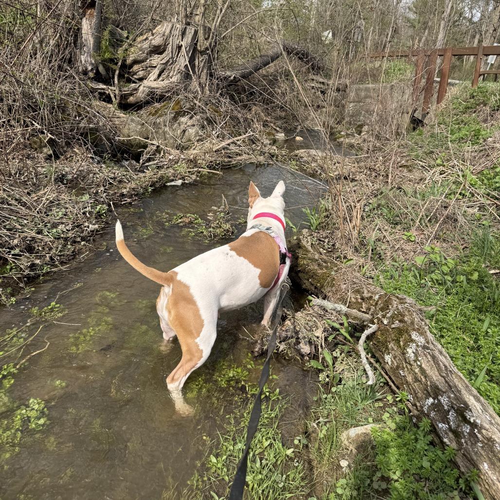 Enlarge Brynn, a Adoptable Mixed Breed in Bangall, NY image 3/5