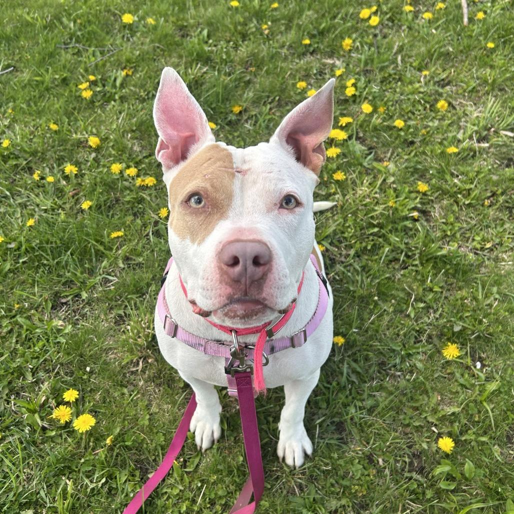 Enlarge Brynn, a Adoptable Mixed Breed in Bangall, NY image 4/5