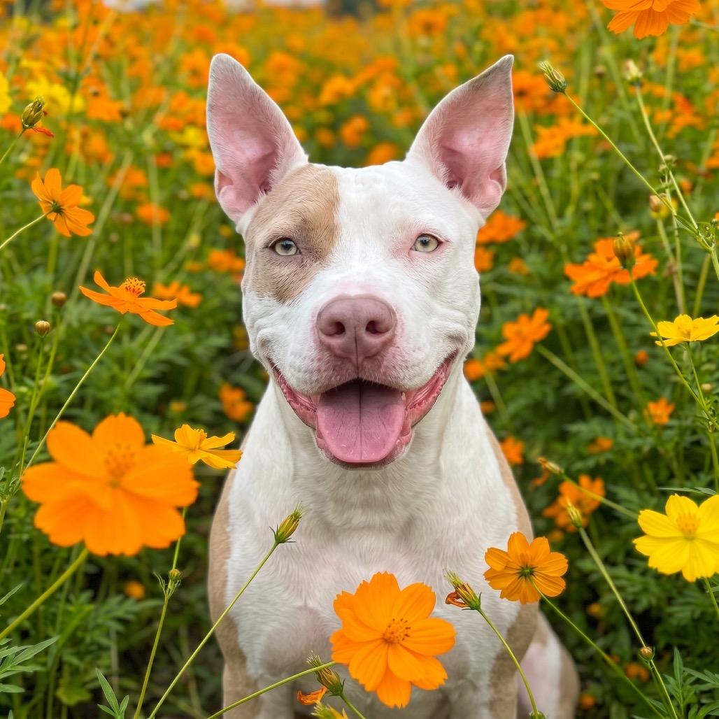 Enlarge Brynn, a Adoptable Mixed Breed in Bangall, NY image 5/5