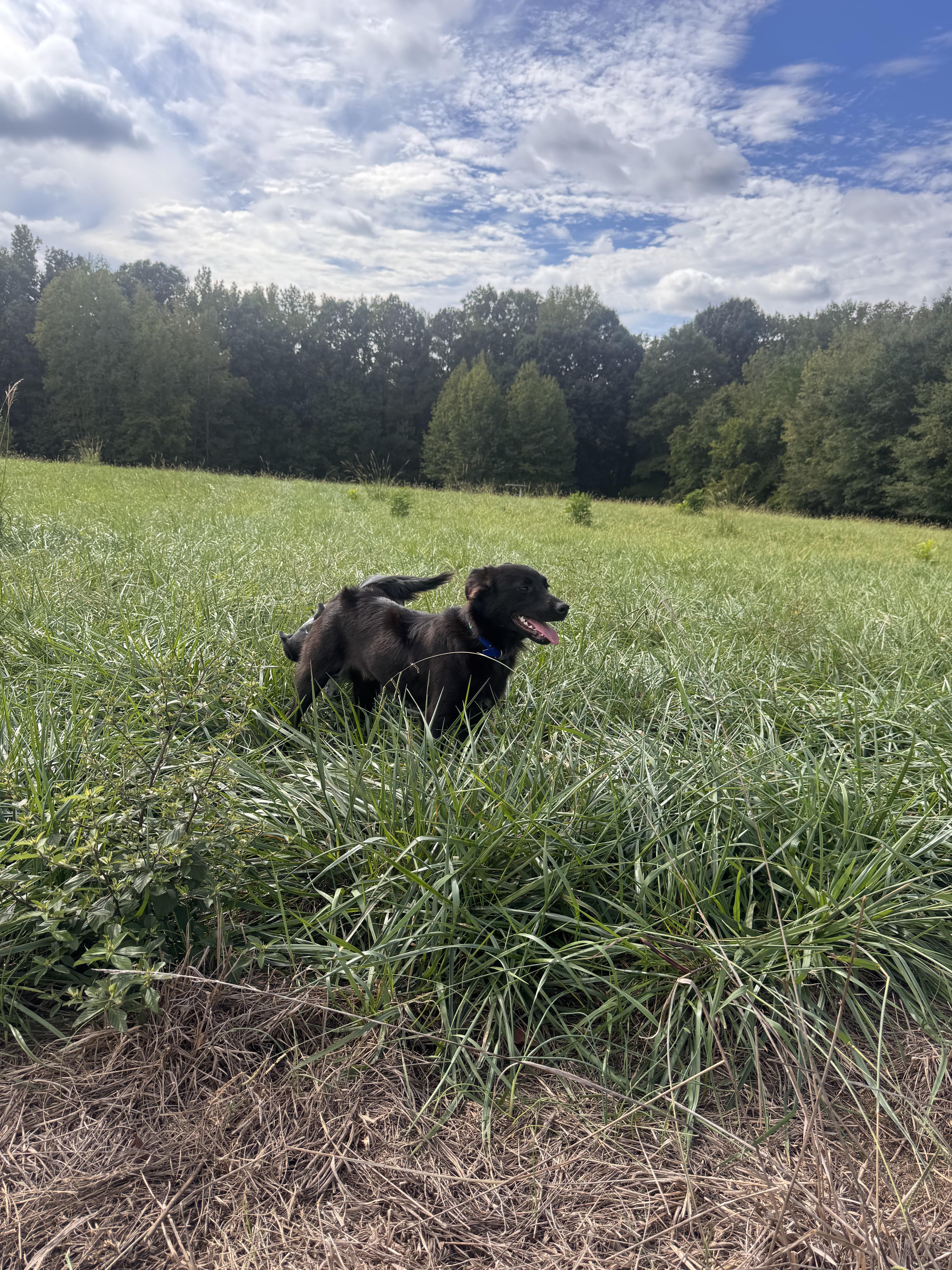Enlarge Cinch, a Adoptable mixed breed in polkton, NC image 1/6