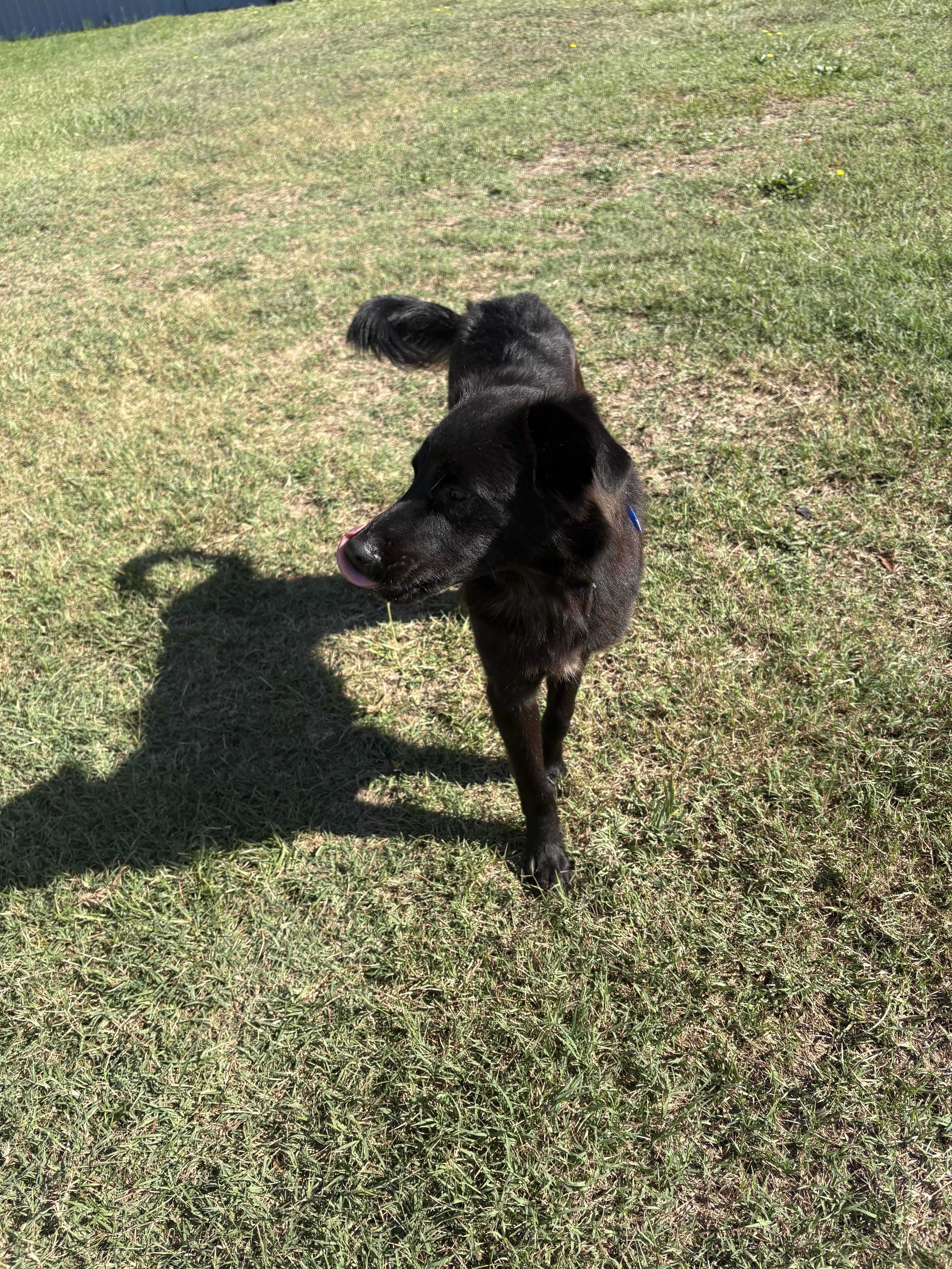 Enlarge Cinch, a Adoptable mixed breed in polkton, NC image 2/6