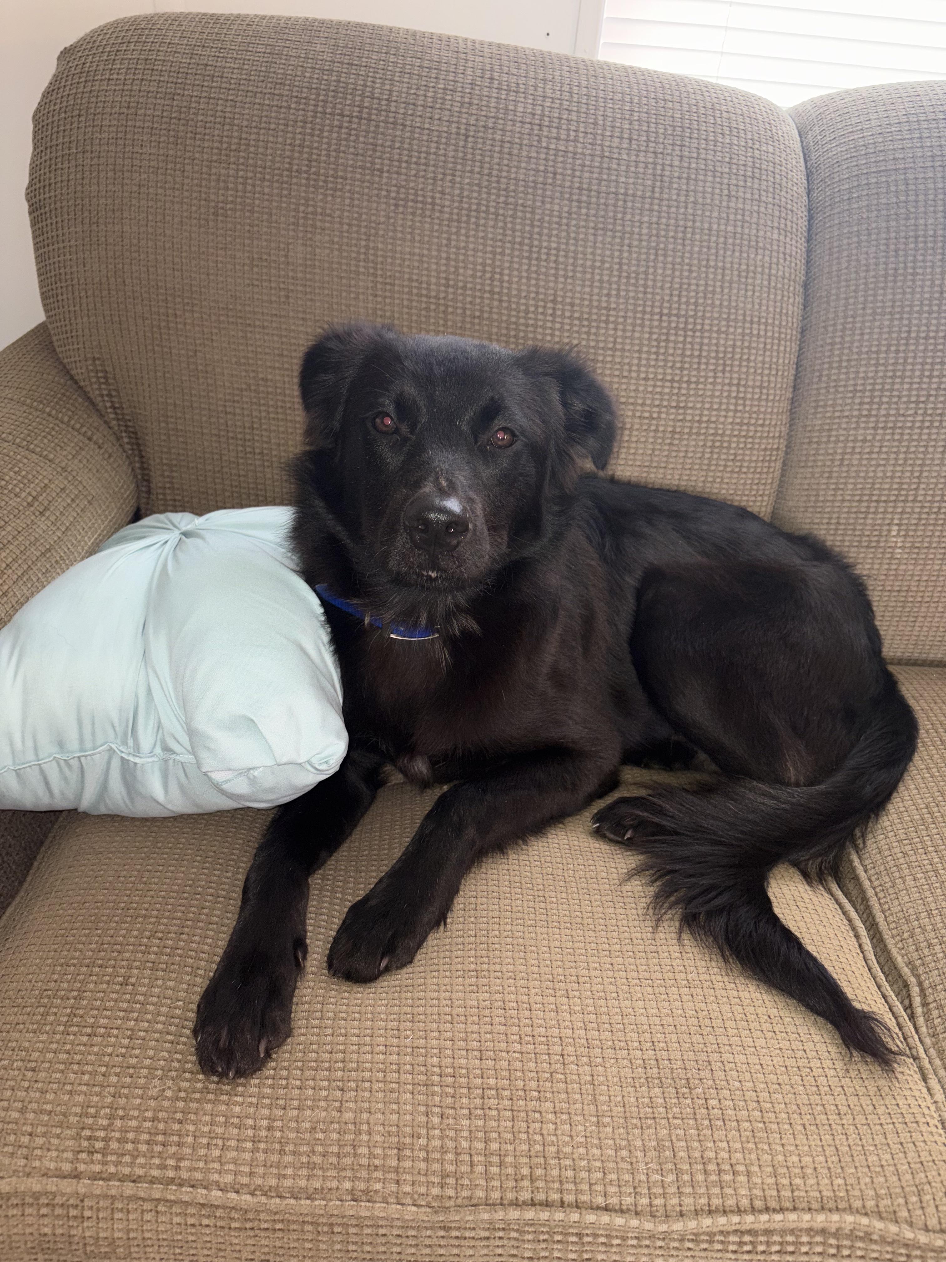 Enlarge Cinch, a Adoptable mixed breed in polkton, NC image 3/6