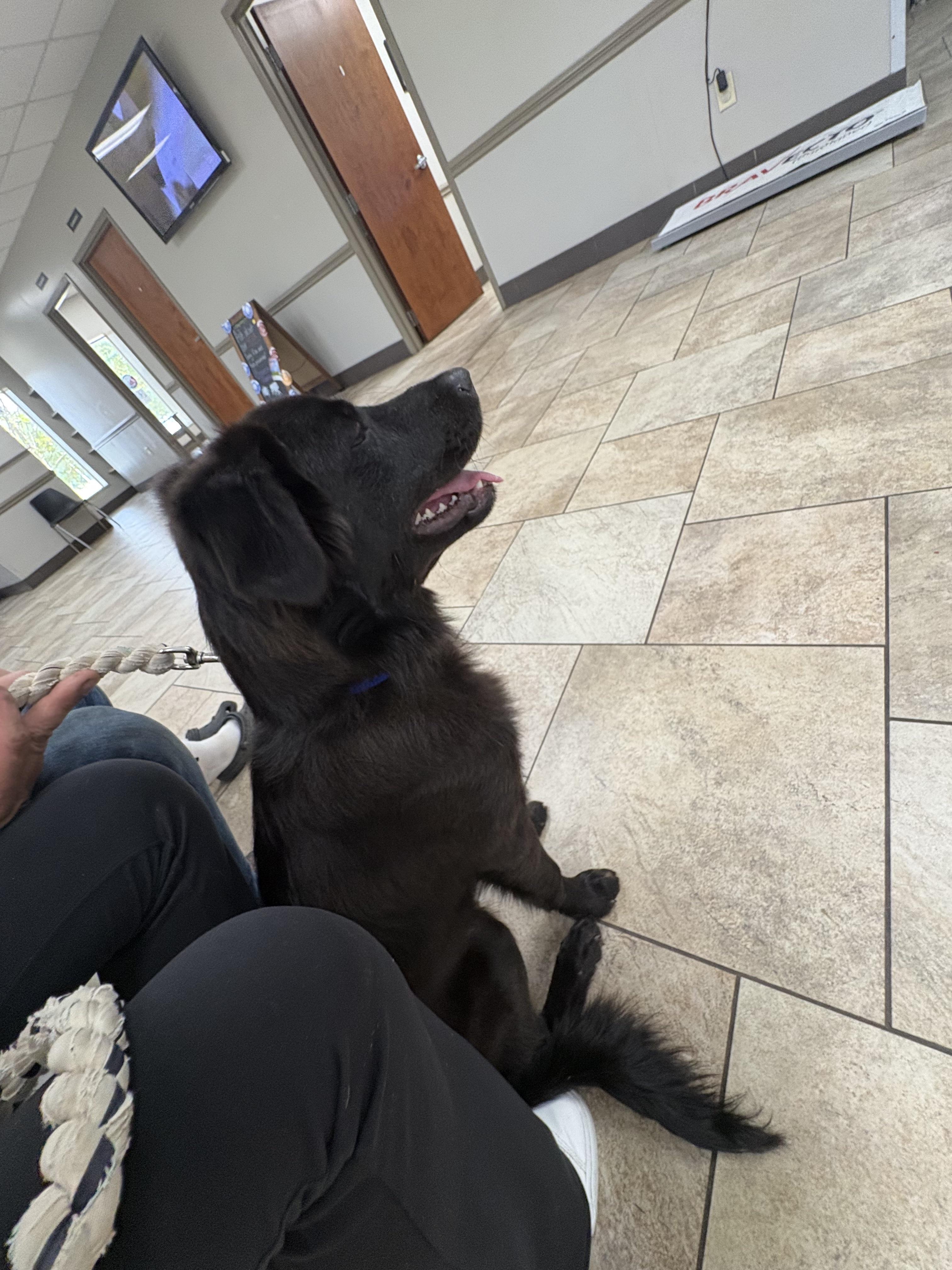 Enlarge Cinch, a Adoptable mixed breed in polkton, NC image 4/6