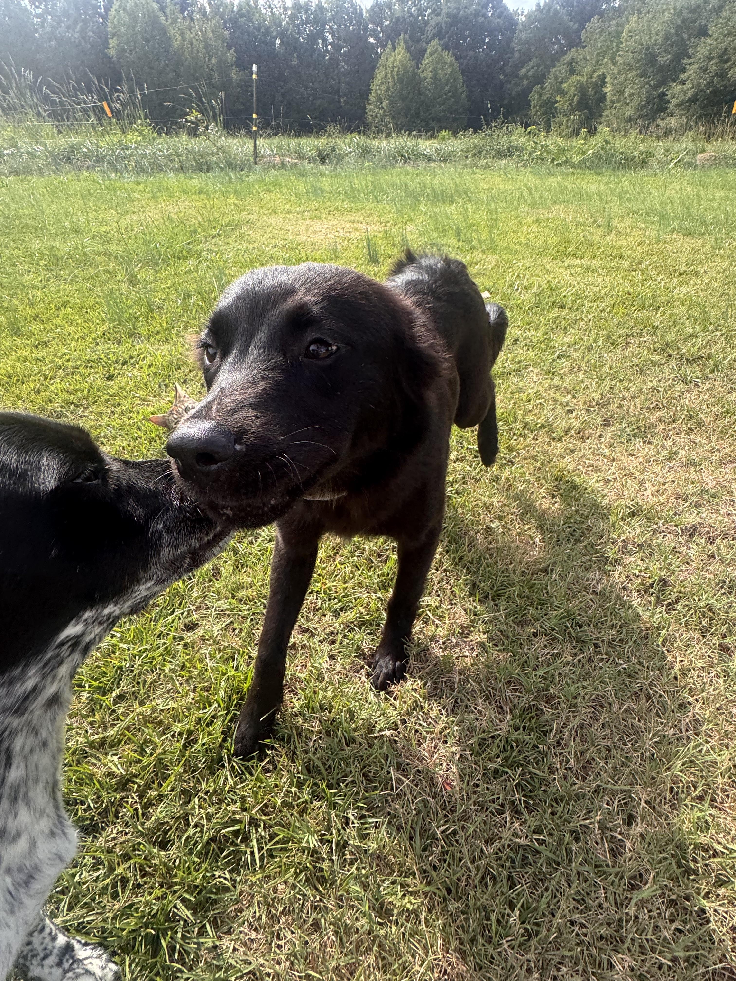 Enlarge Cinch, a Adoptable mixed breed in polkton, NC image 5/6