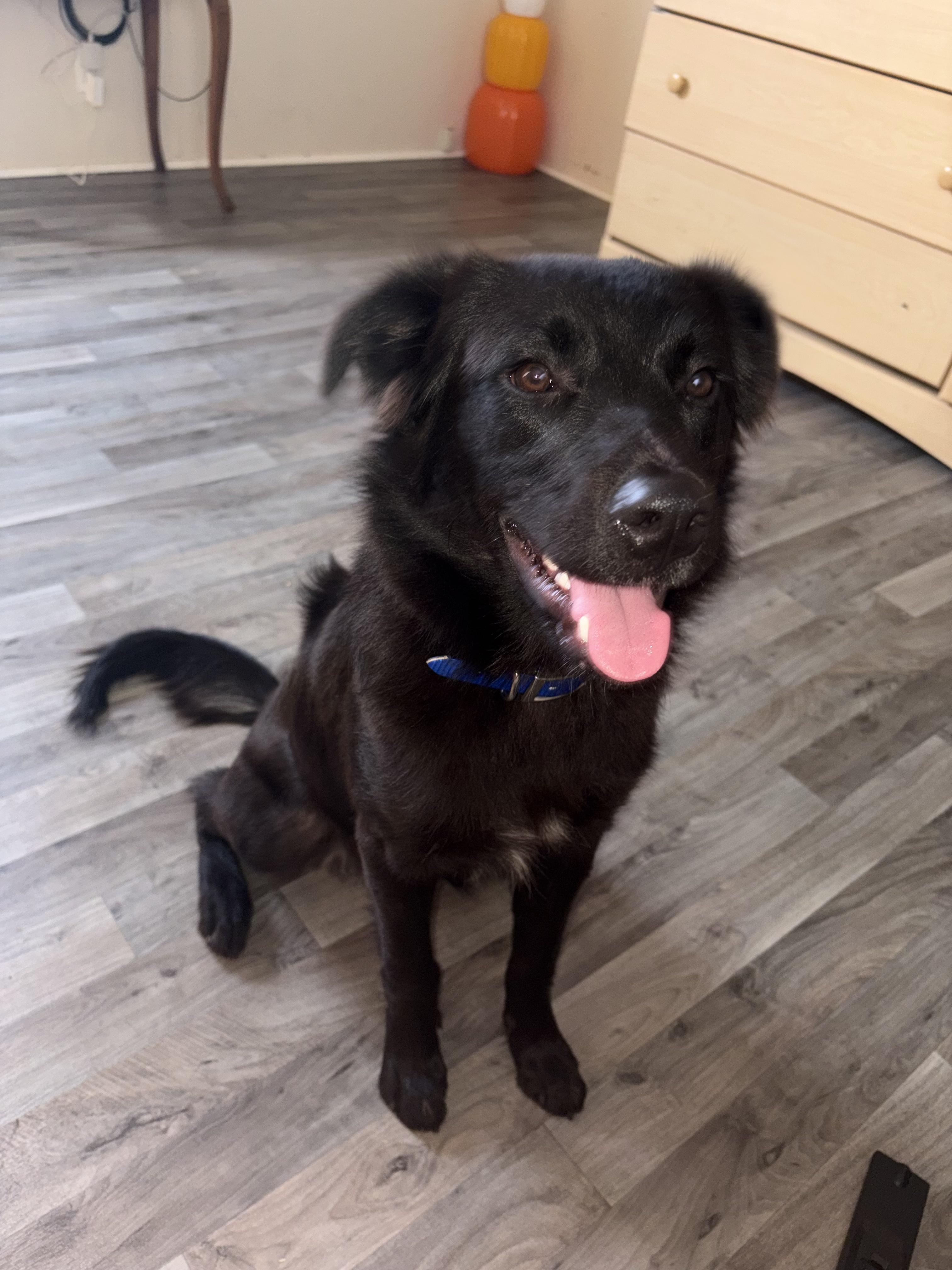 Enlarge Cinch, a Adoptable mixed breed in polkton, NC image 6/6