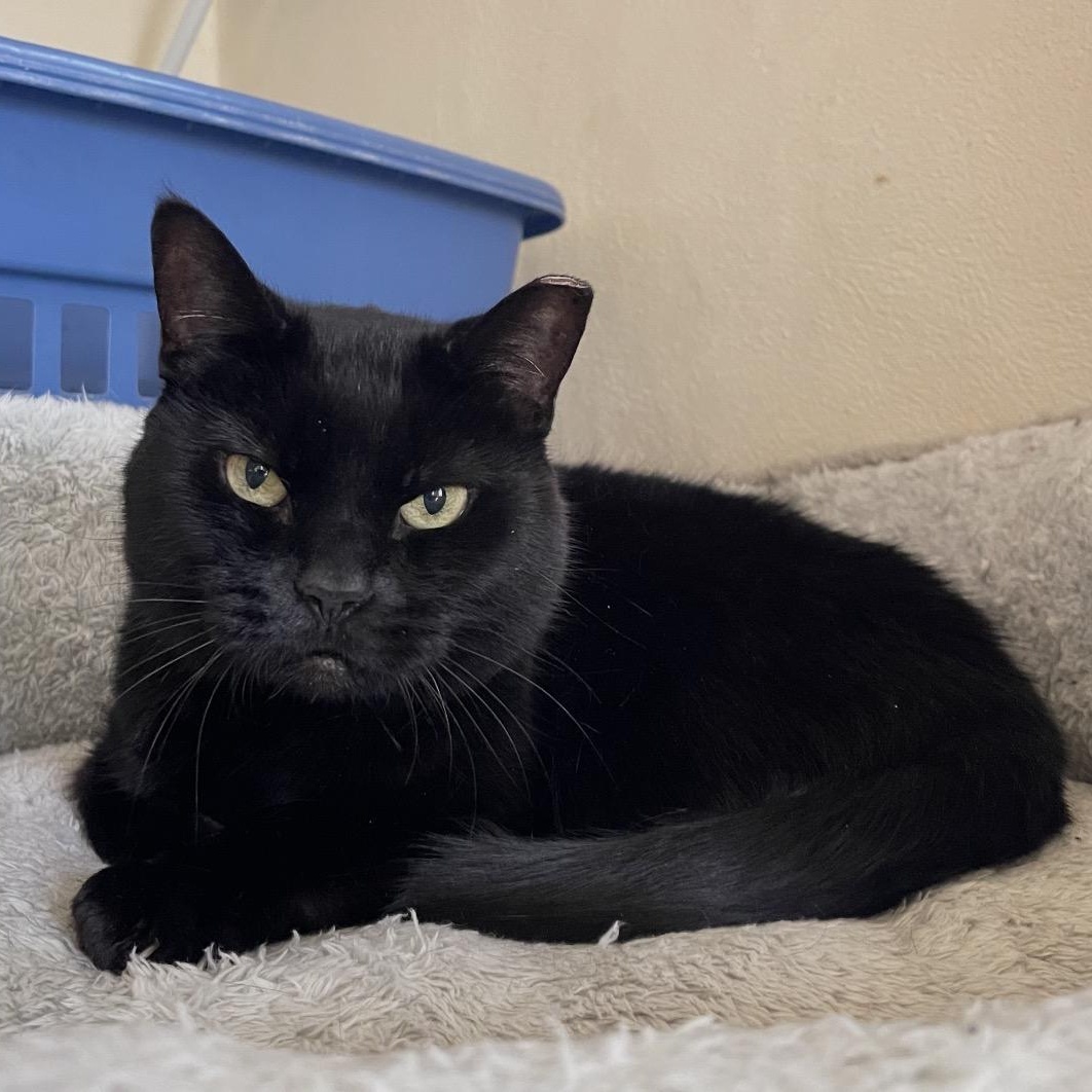 Enlarge Elvira, a ADOPTABLE mixed breed in Scranton, PA image 1/3