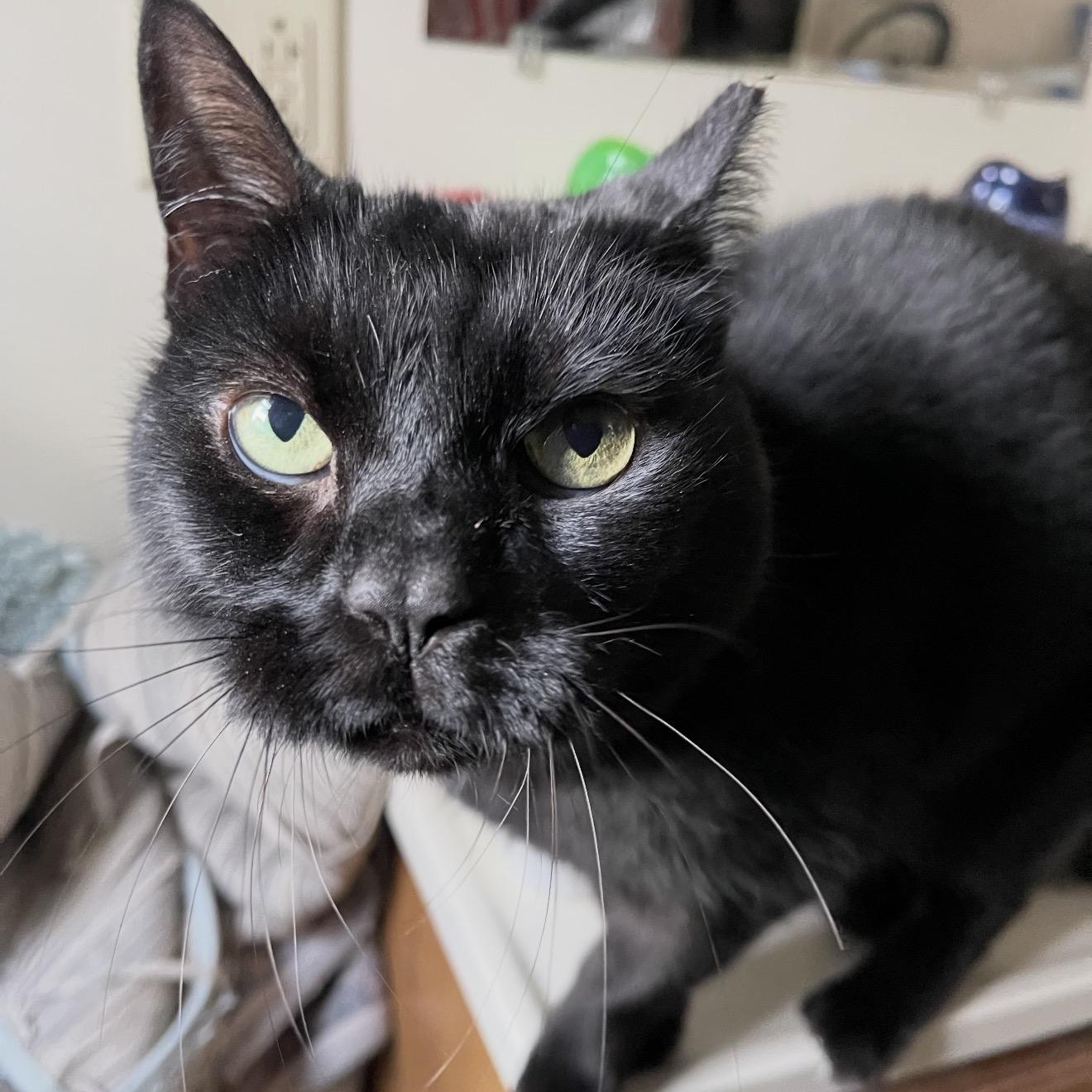 Enlarge Elvira, a ADOPTABLE mixed breed in Scranton, PA image 3/3