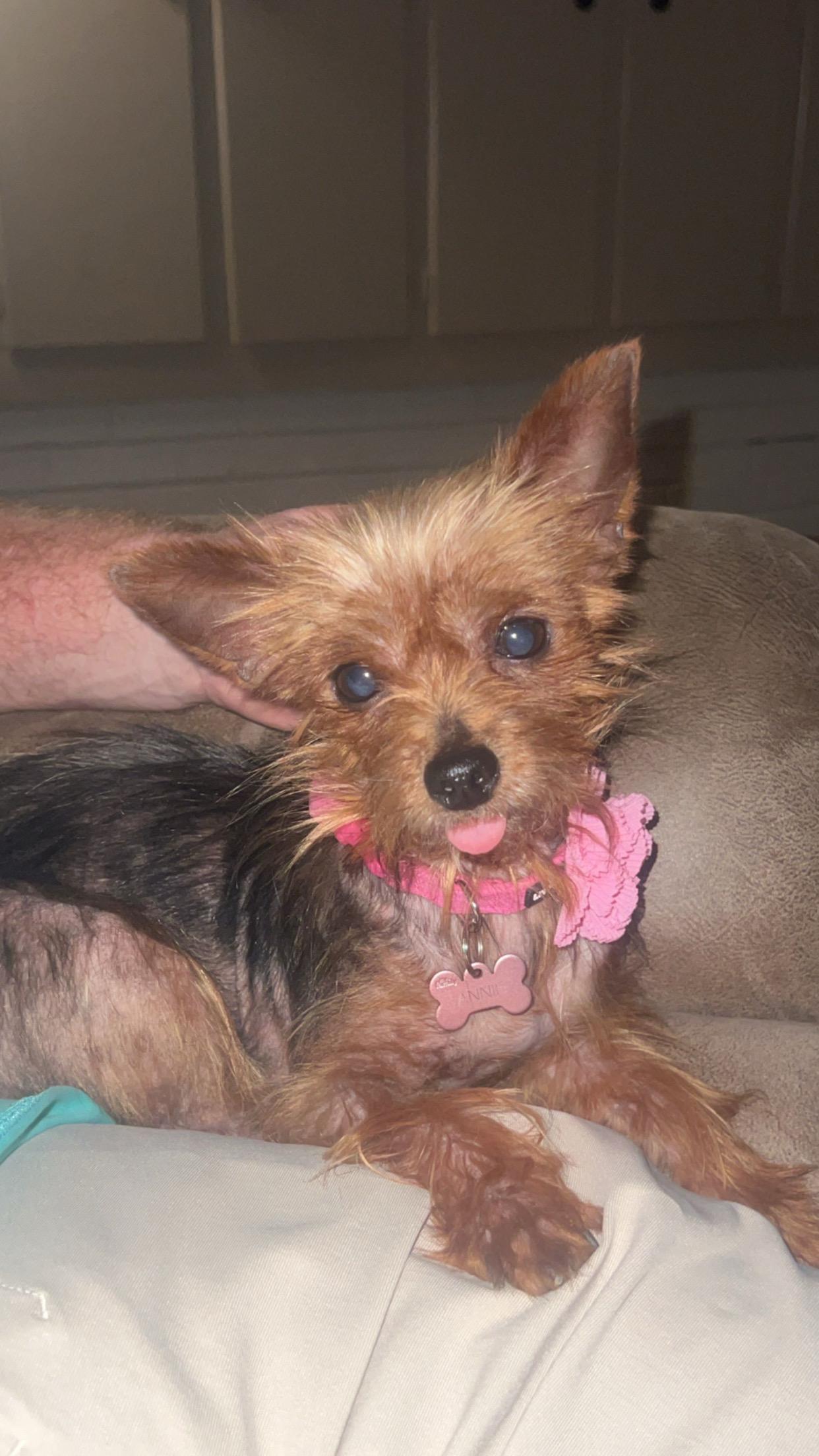 Annie, adopted, Adult Female Yorkshire Terrier.