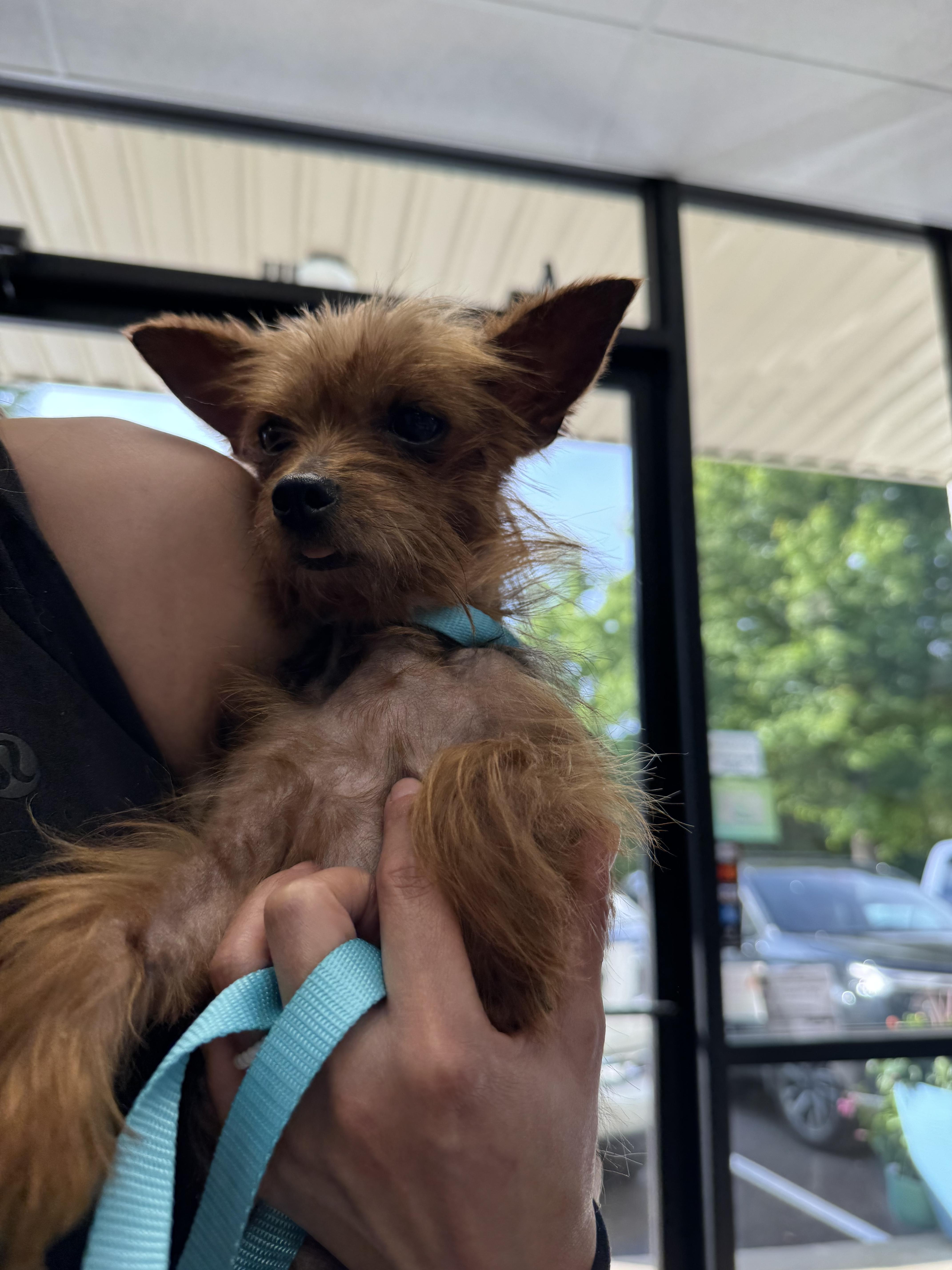 Enlarge Annie, an adopted mixed breed in Lakeland, TN image 2/6
