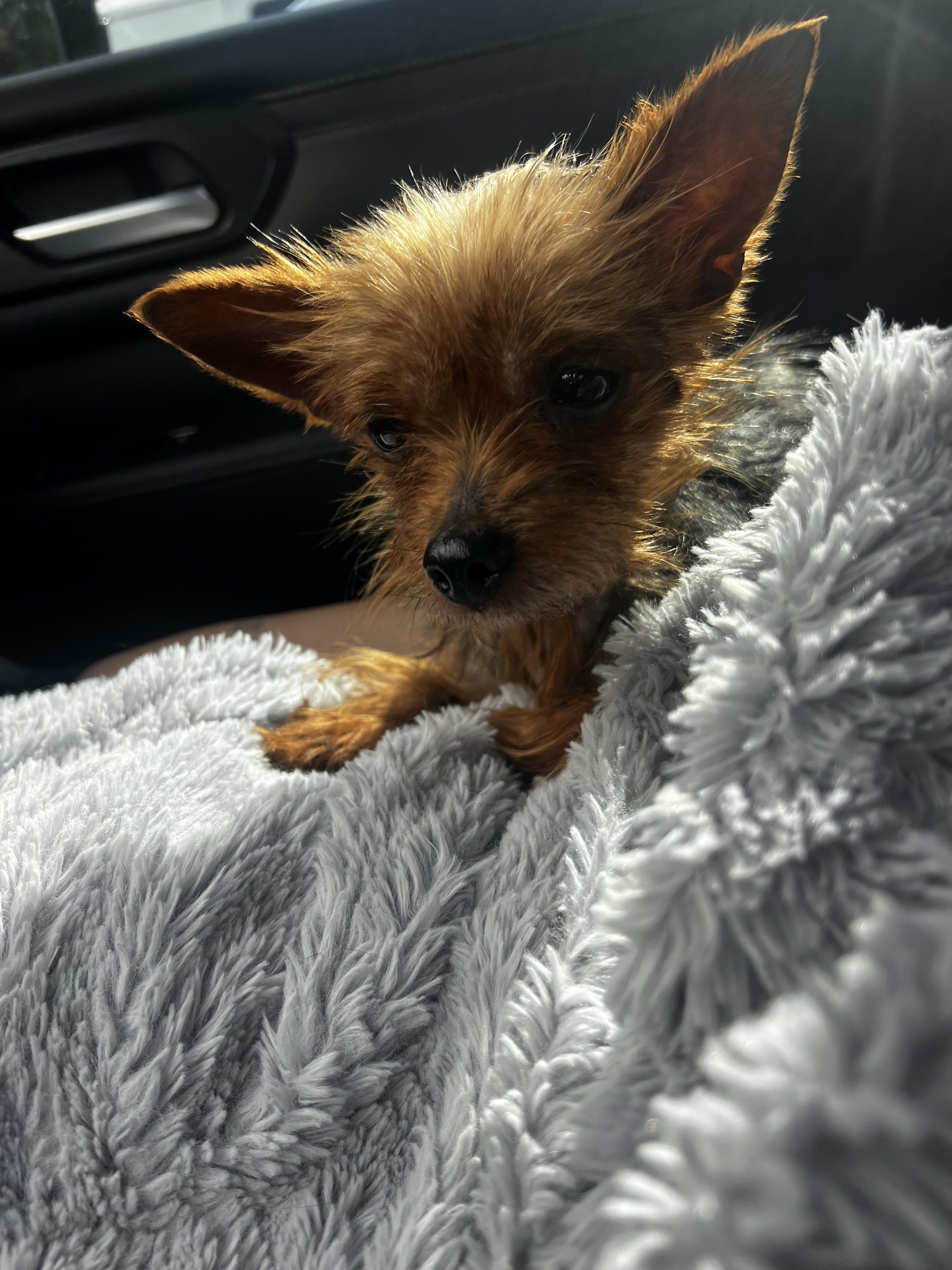 Enlarge Annie, an adopted mixed breed in Lakeland, TN image 4/6
