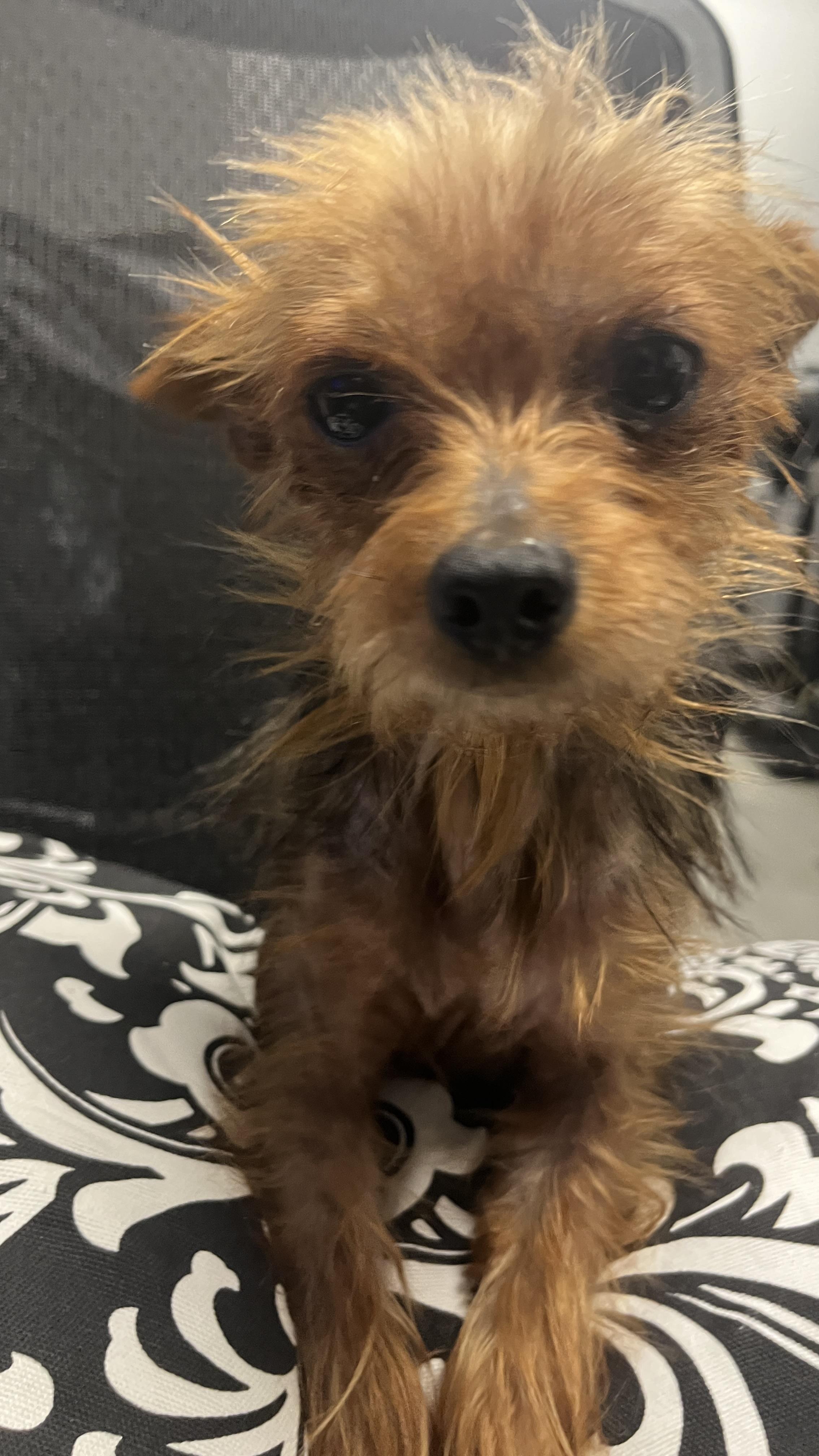 Enlarge Annie, an adopted mixed breed in Lakeland, TN image 6/6