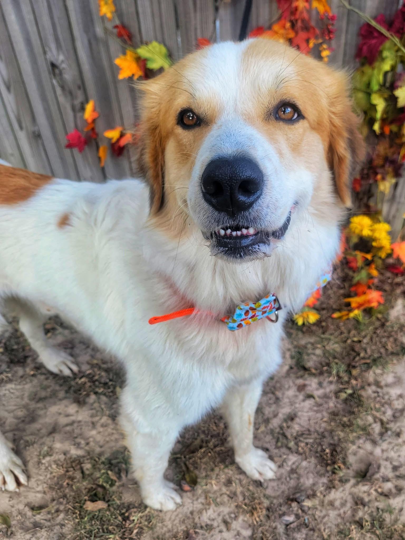 Gage, an adoption pending mixed breed in Mendham, NJ image 3/4