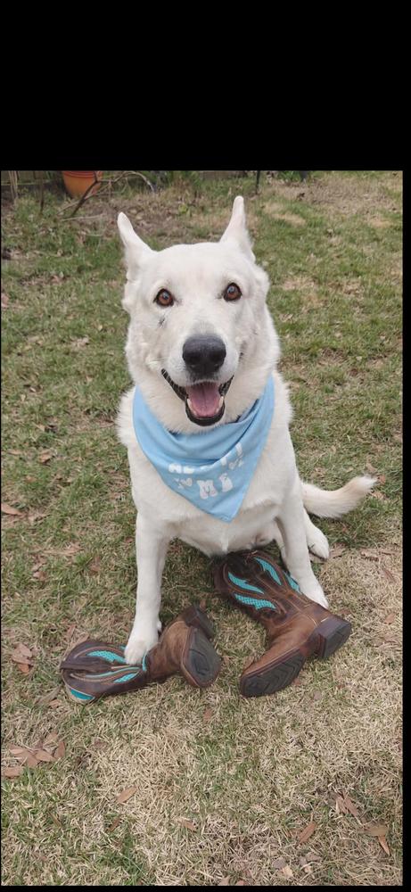 Sam I Am, Adoptable, Senior Male German Shepherd Dog.