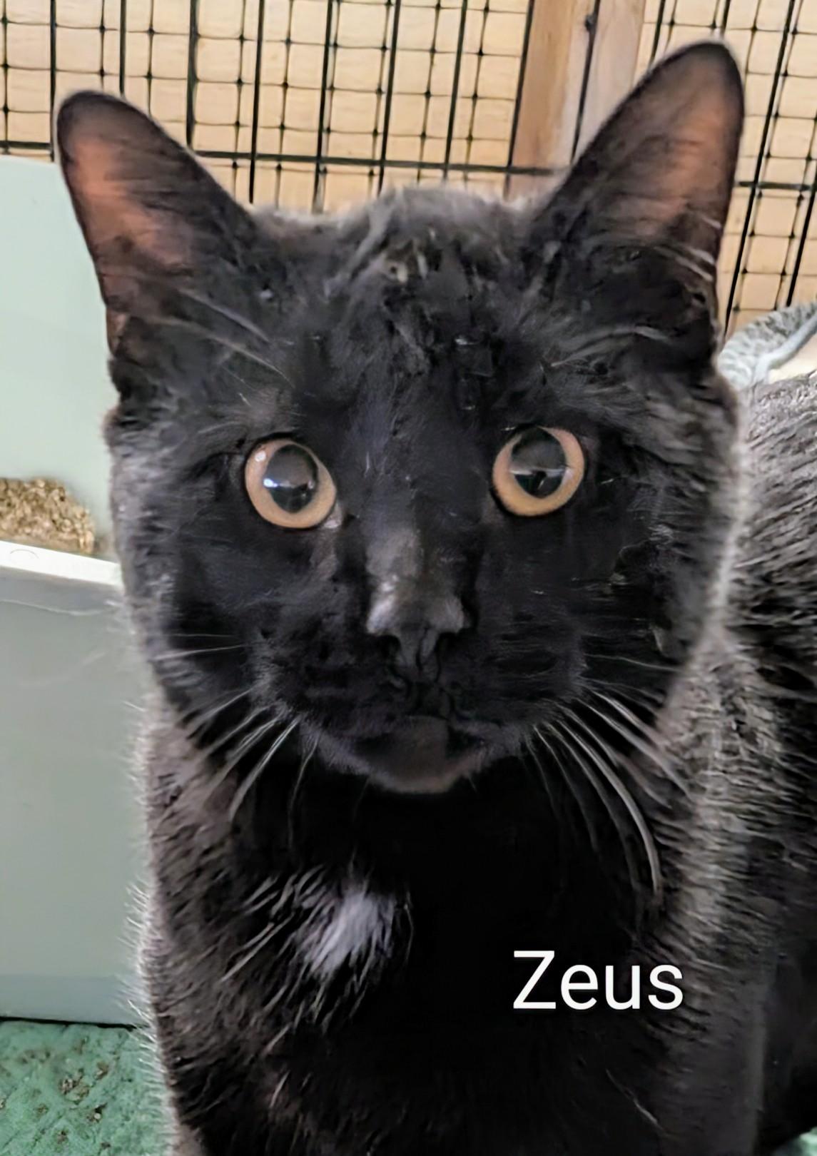 Zeus