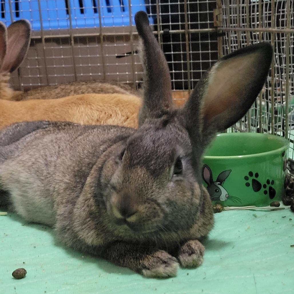 Beast Boy, Adoptable, Young Male American.