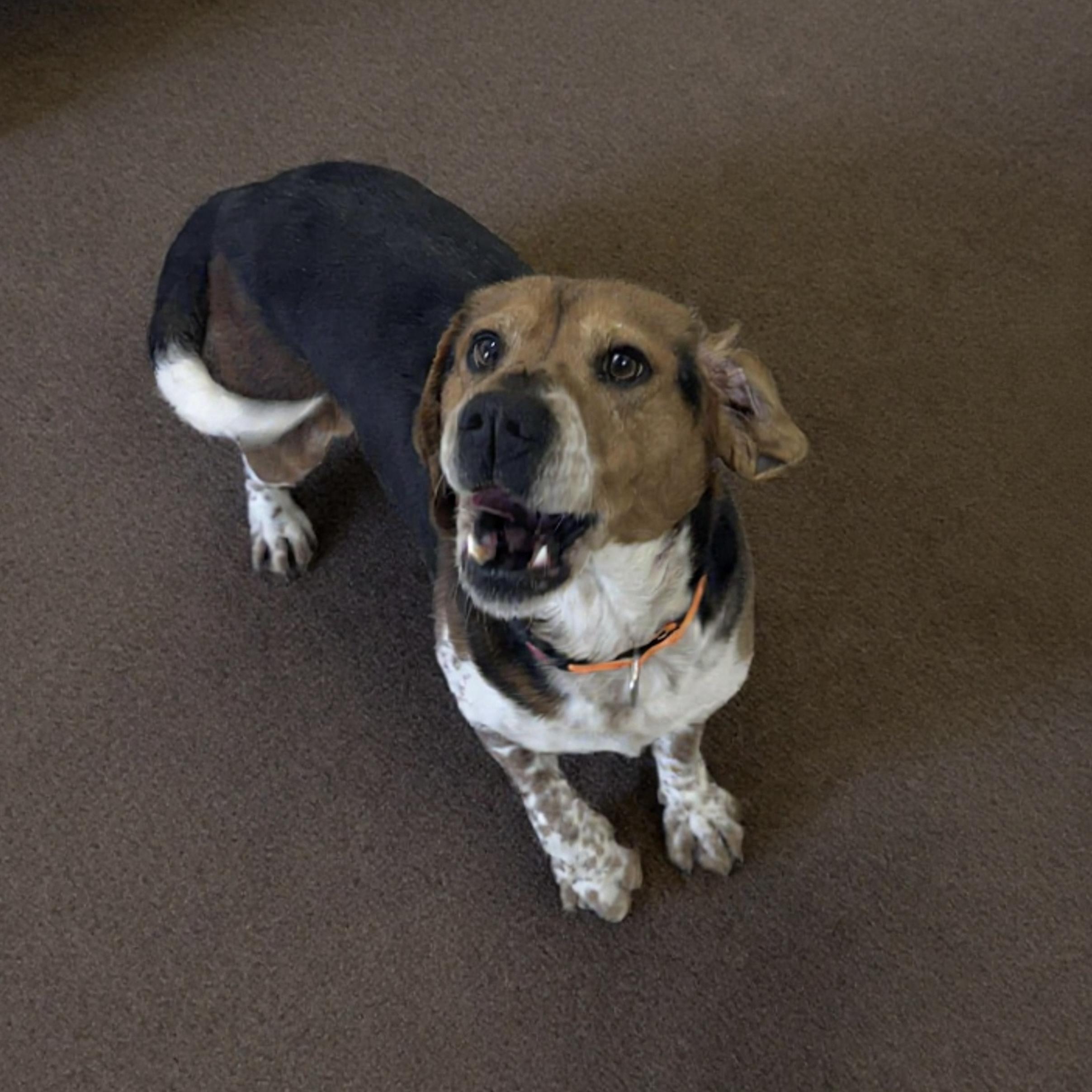 Enlarge Chevy, a ADOPTABLE mixed breed in Westwood, NJ image 3/4